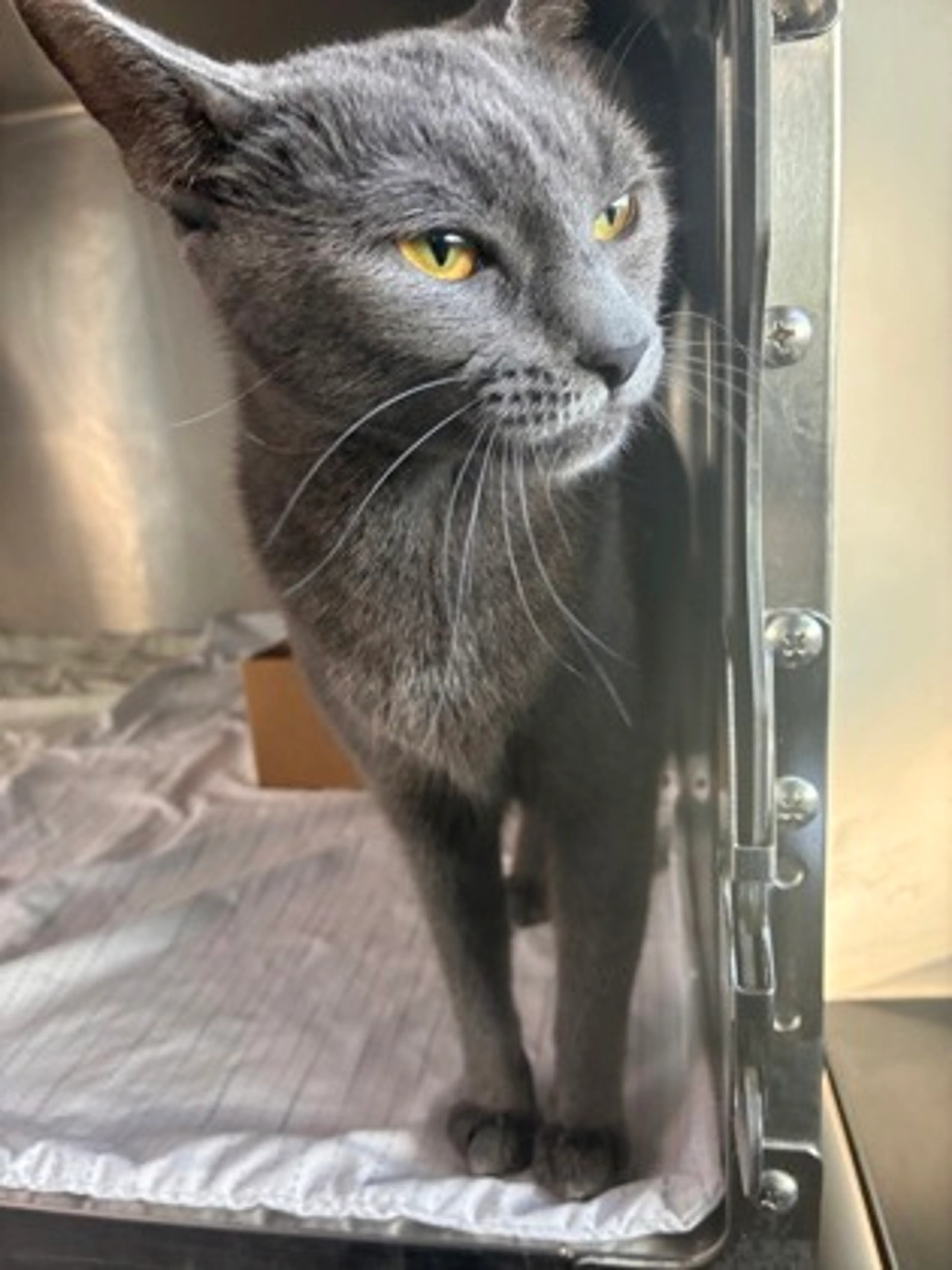 Found pet-2