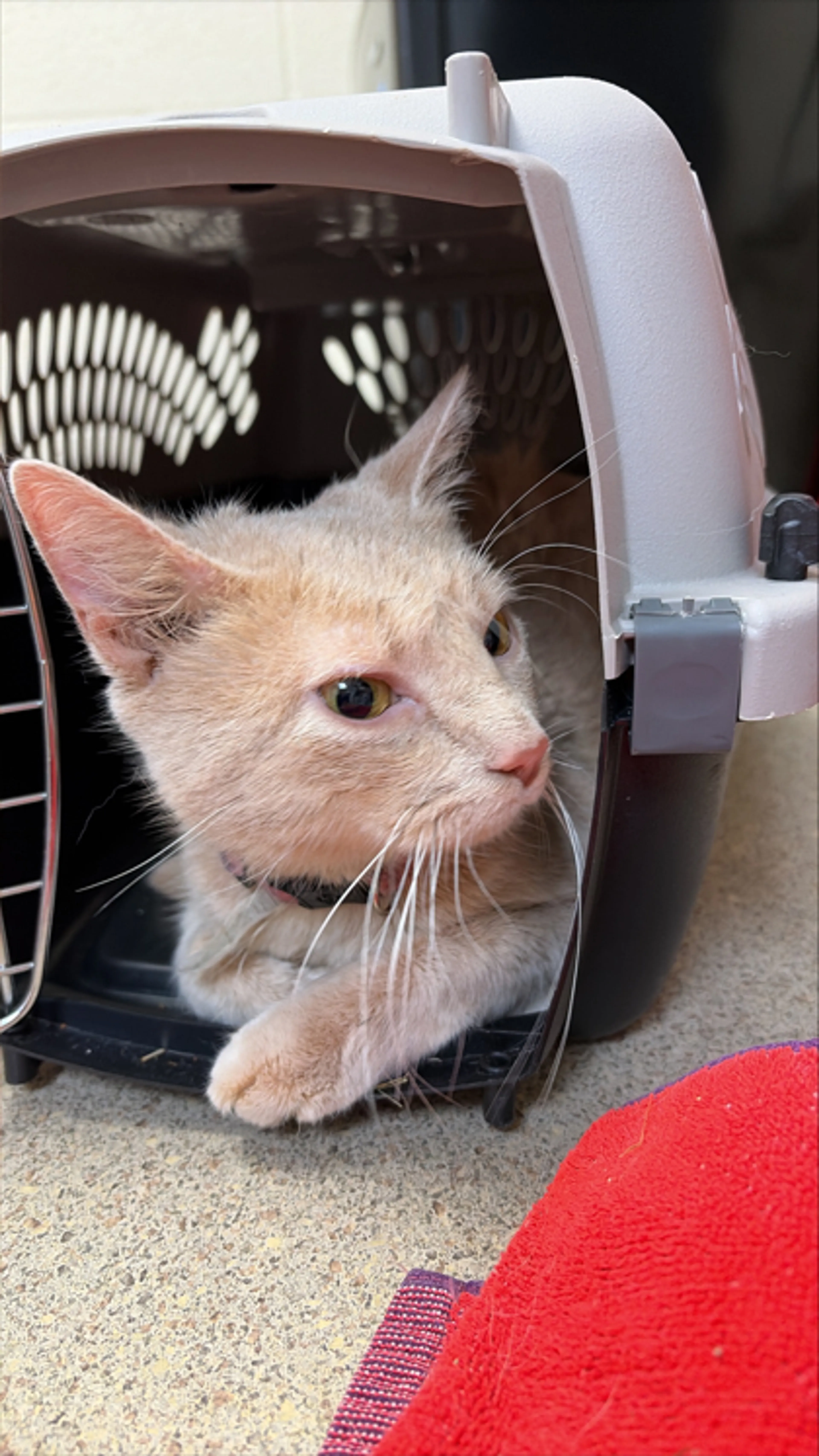 Found pet