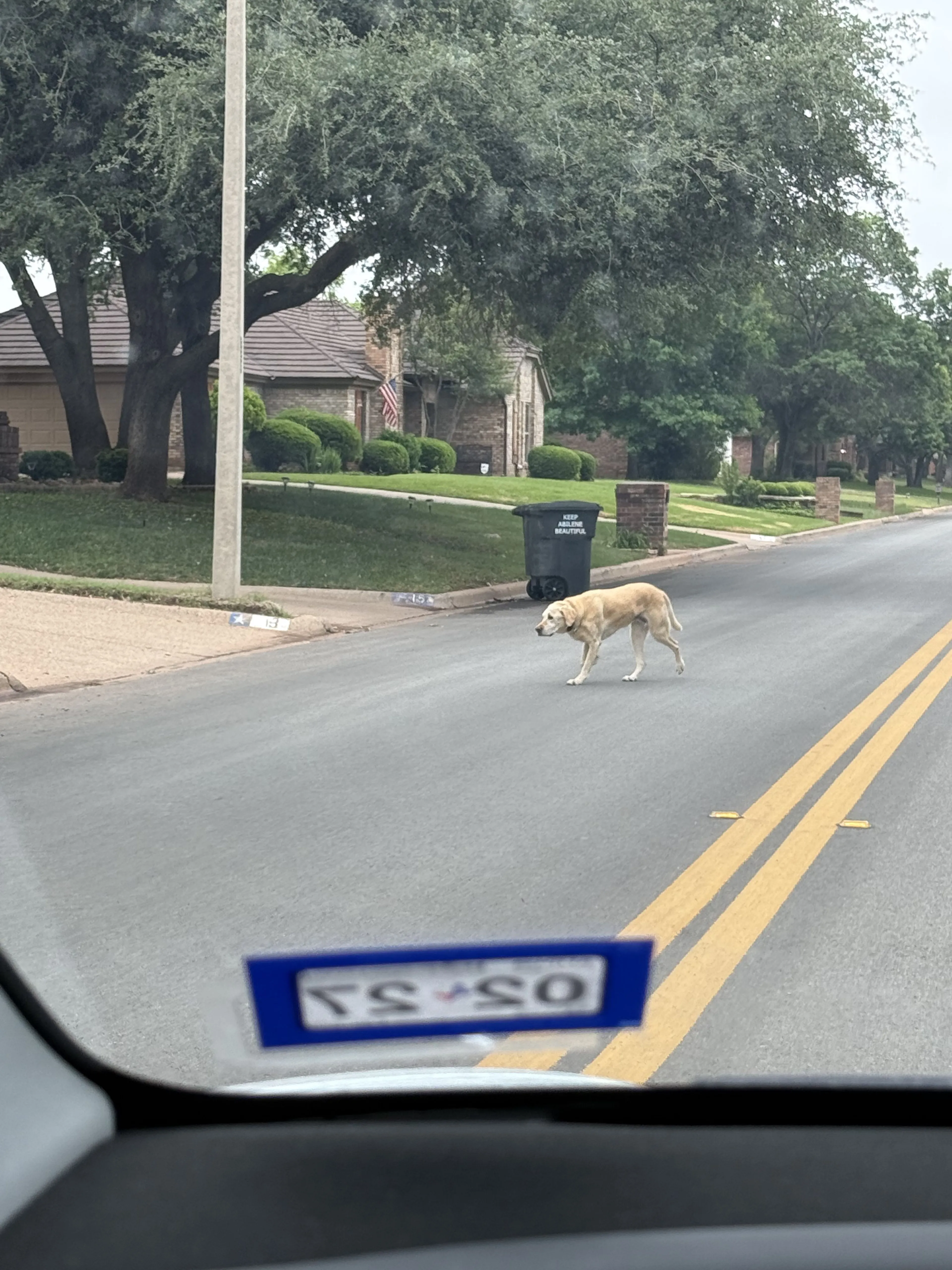 Lost pet-0