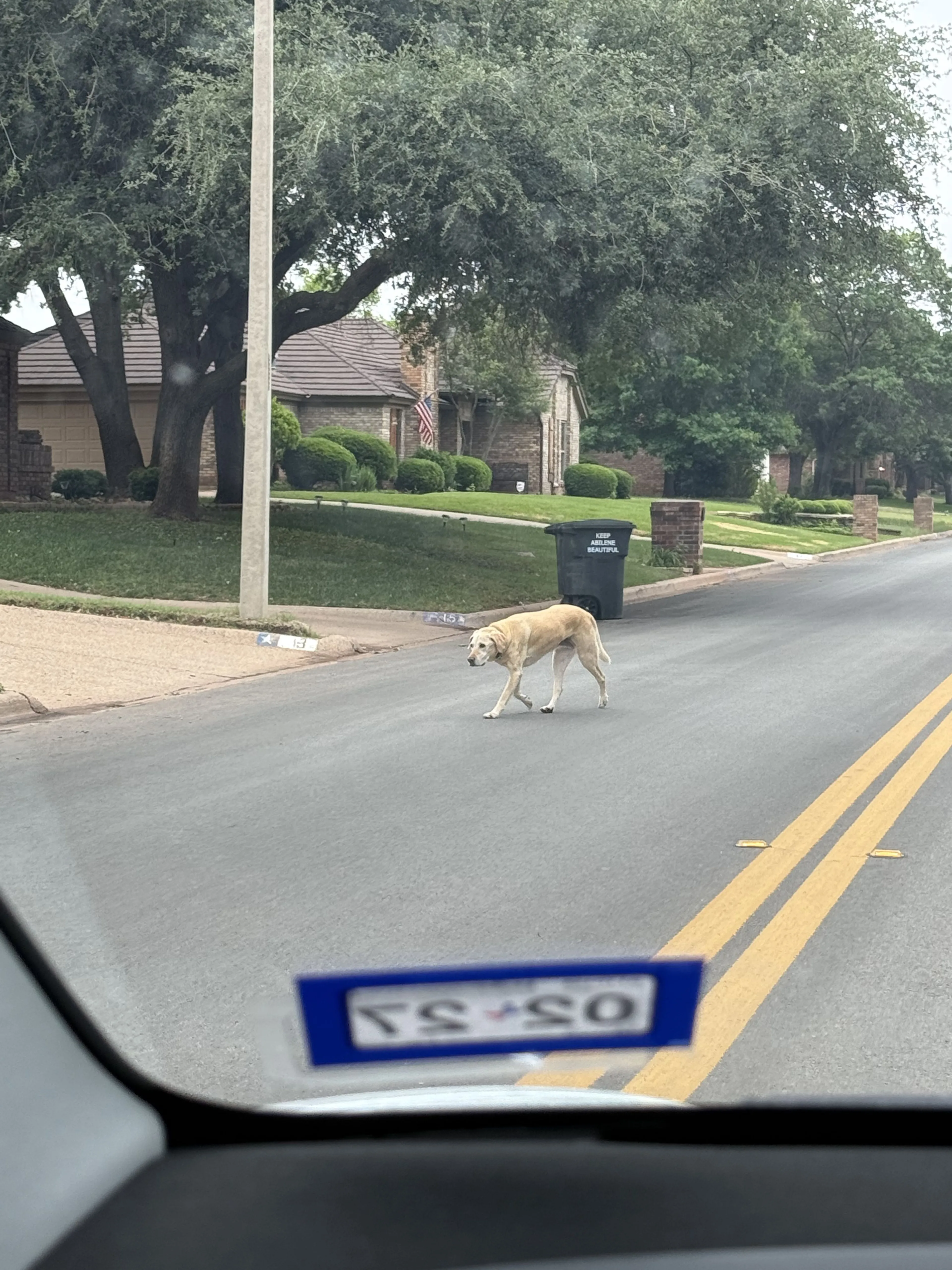 Lost pet-1