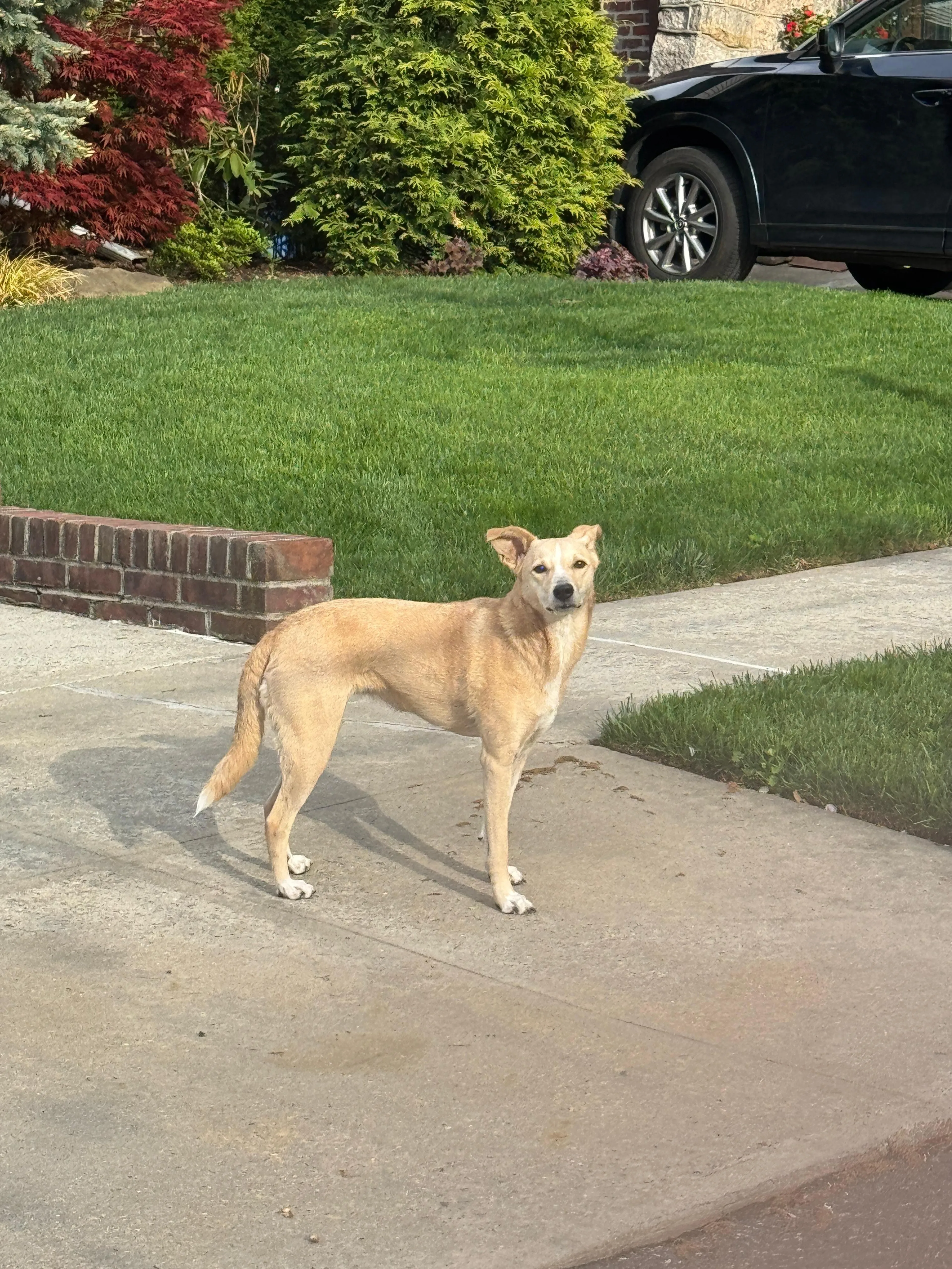 Lost pet