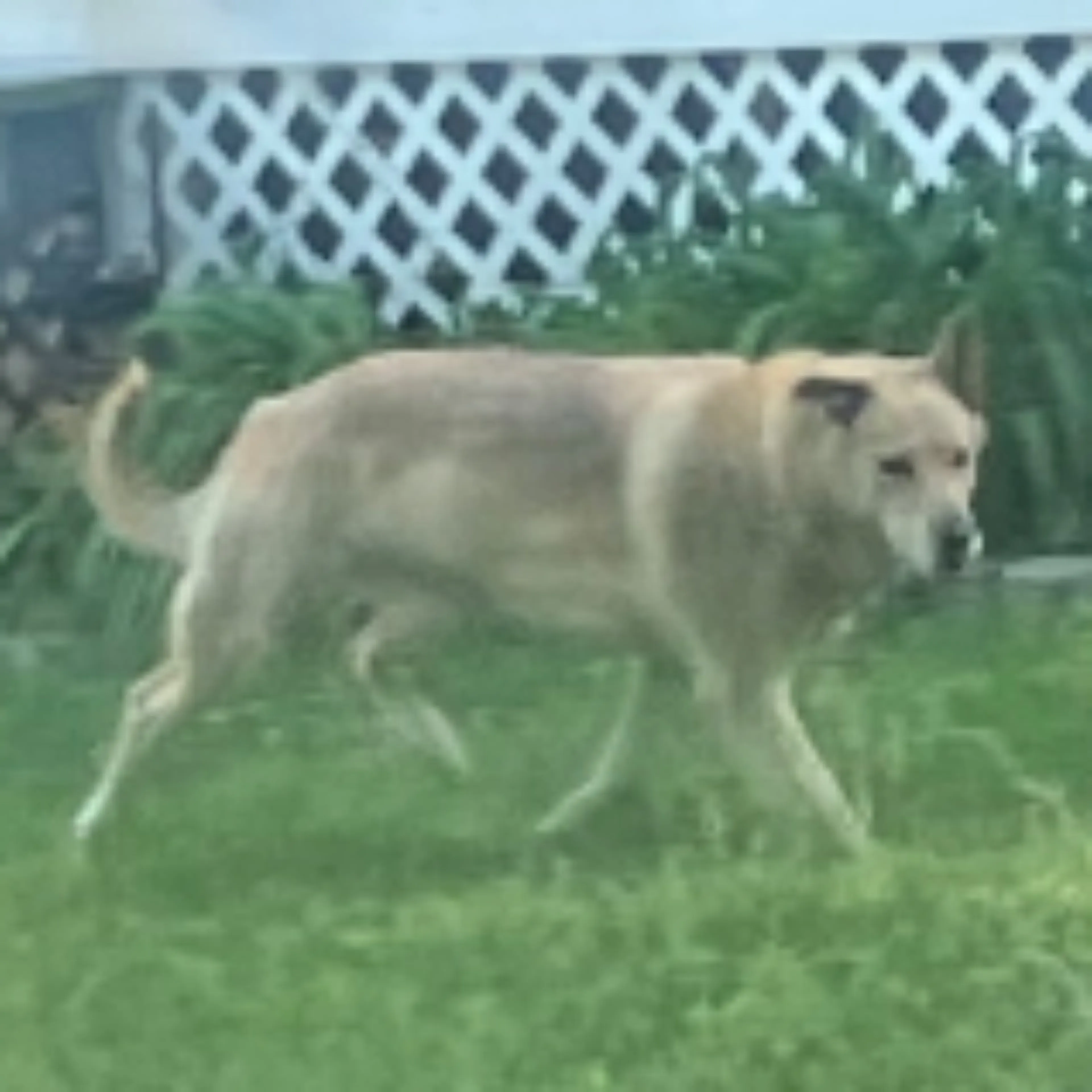Found pet
