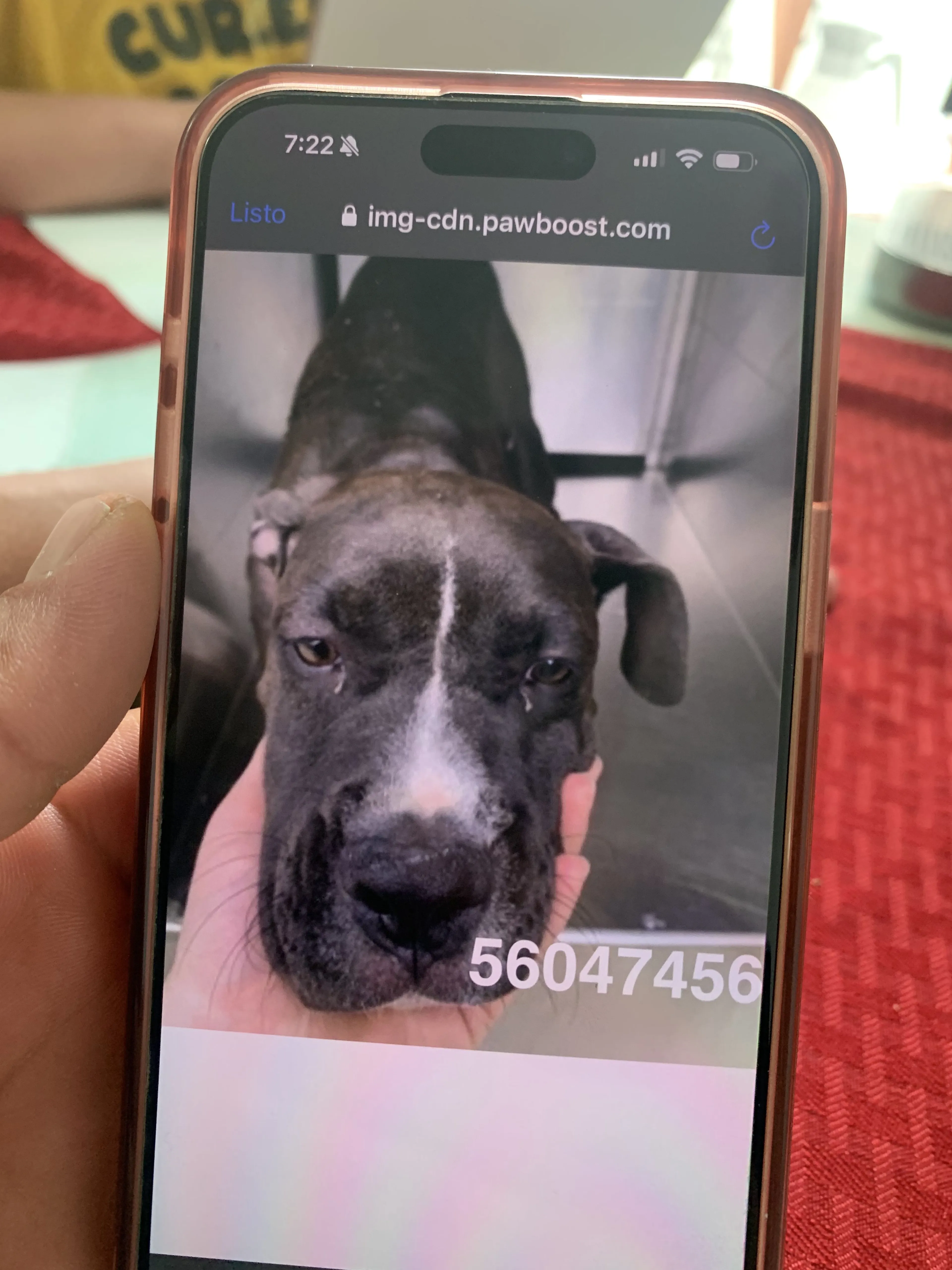 Lost pet-1