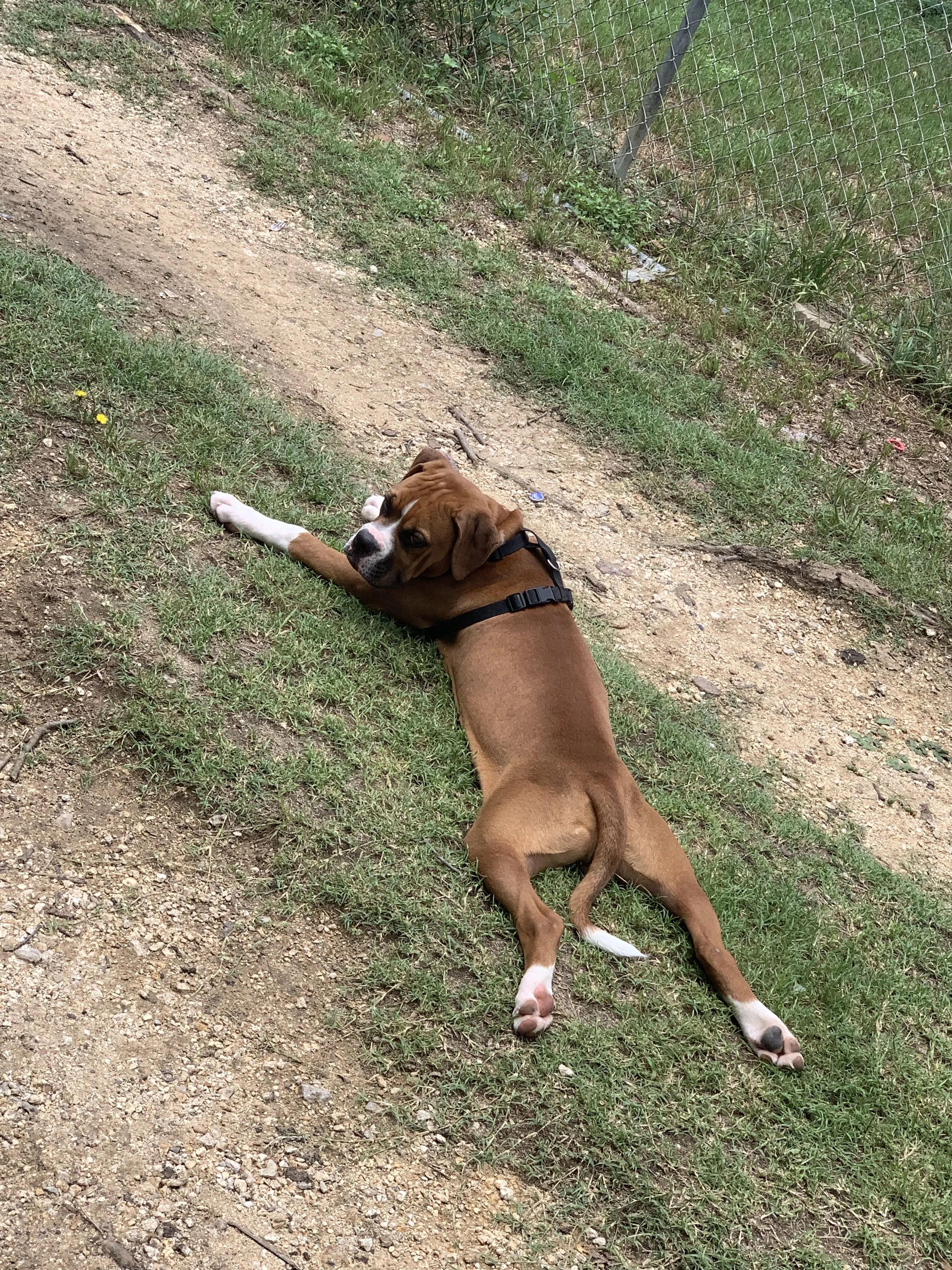 Lost pet-0