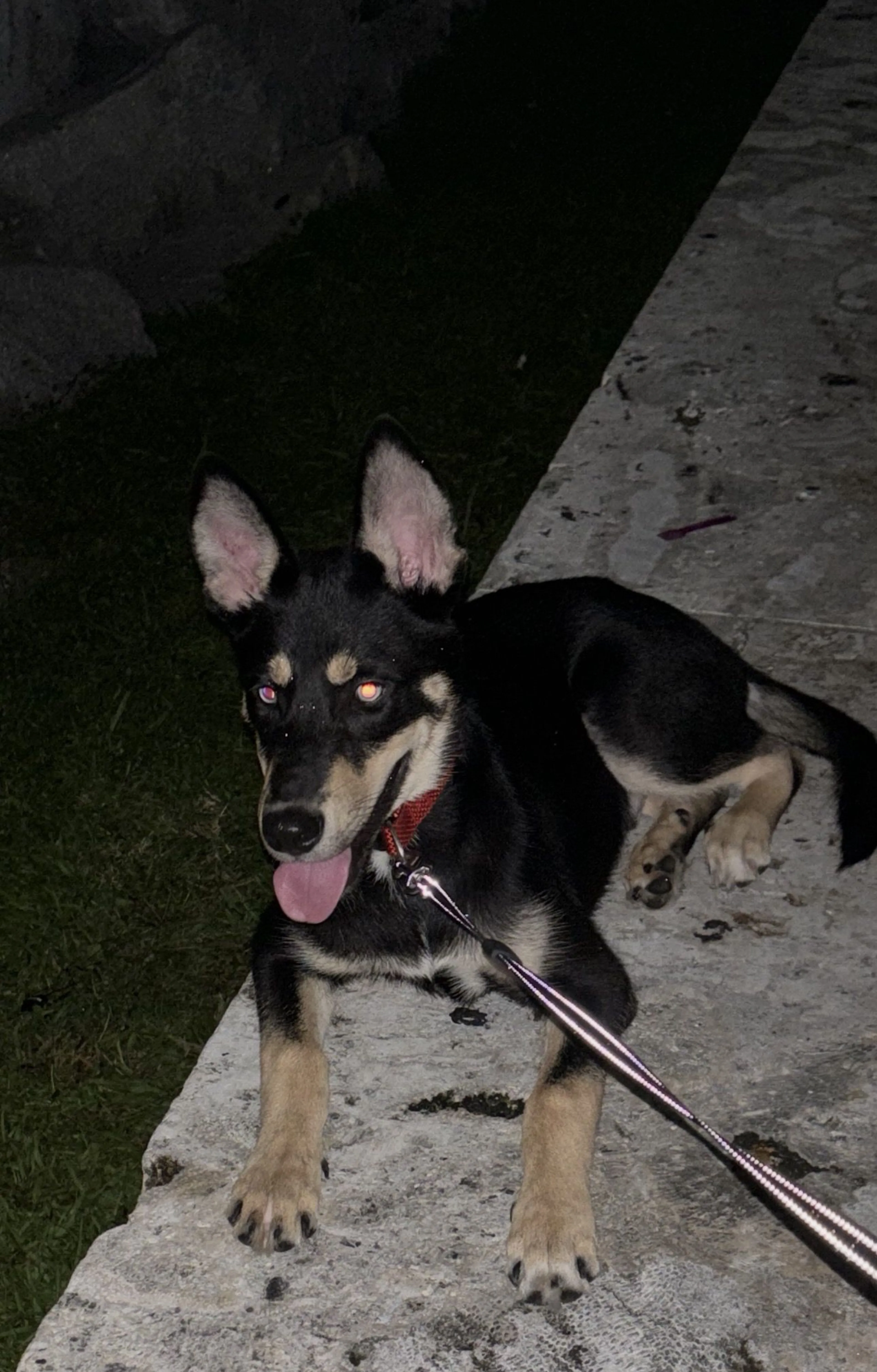 Lost pet