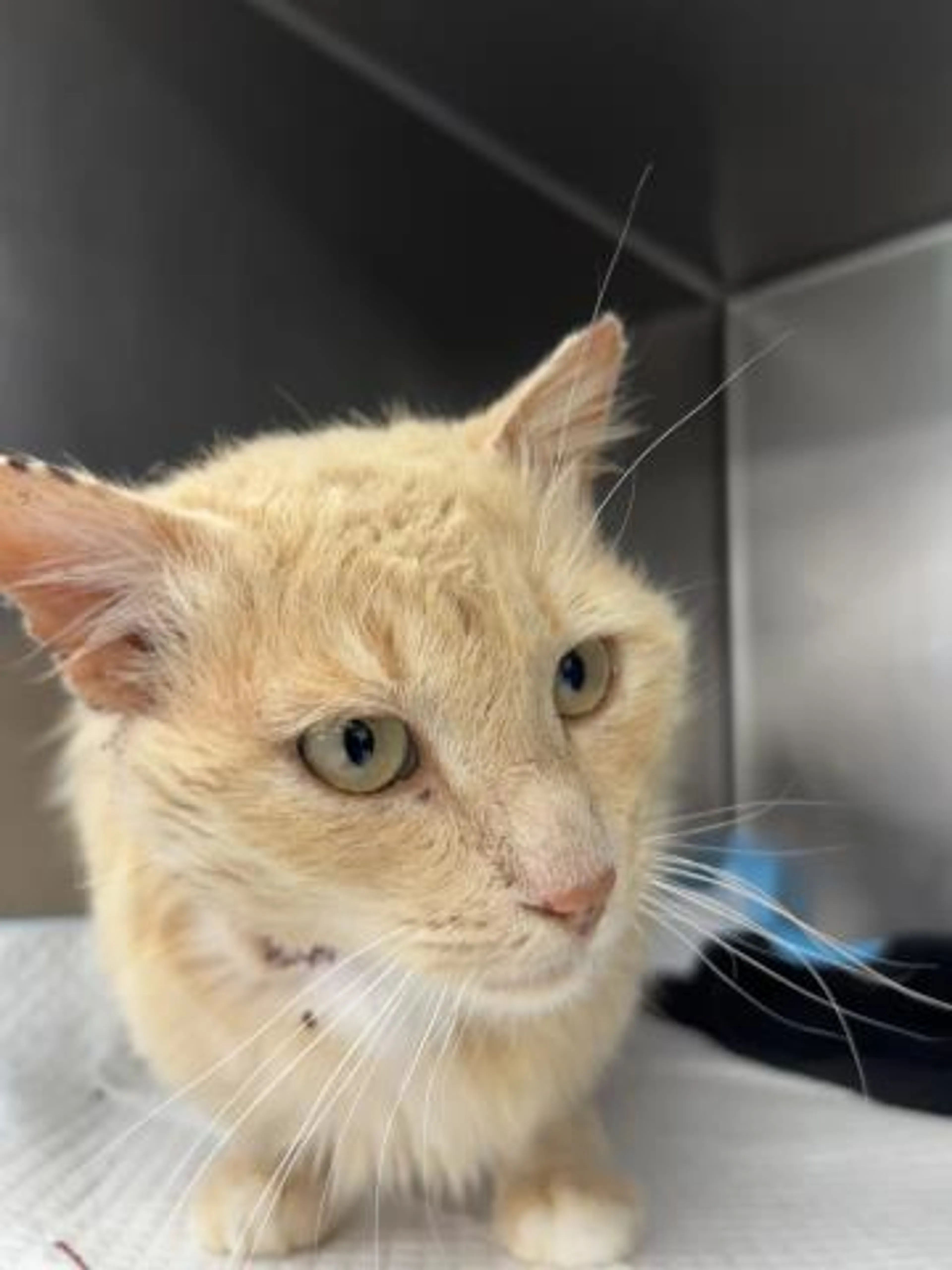 Found pet