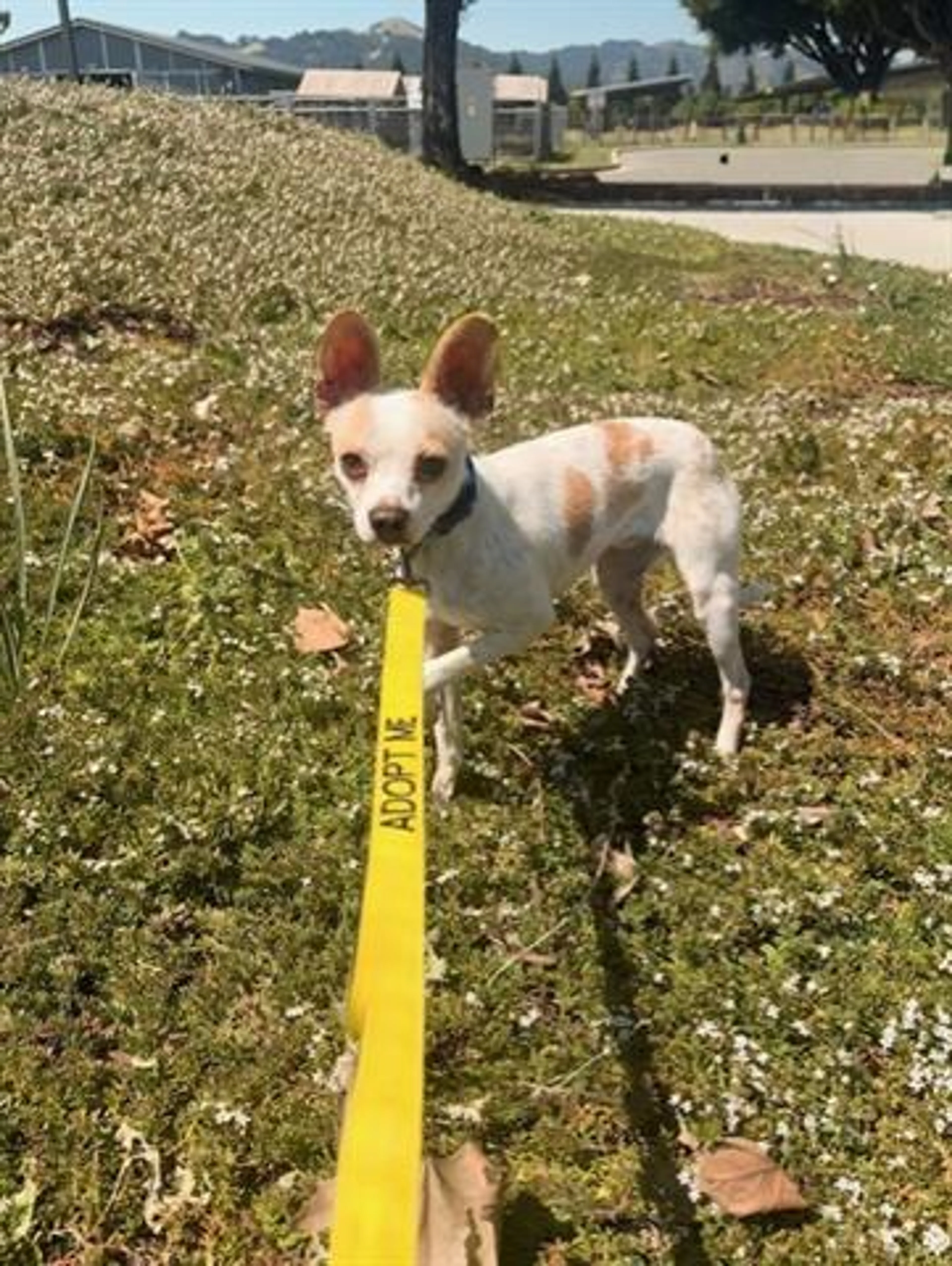 Found pet