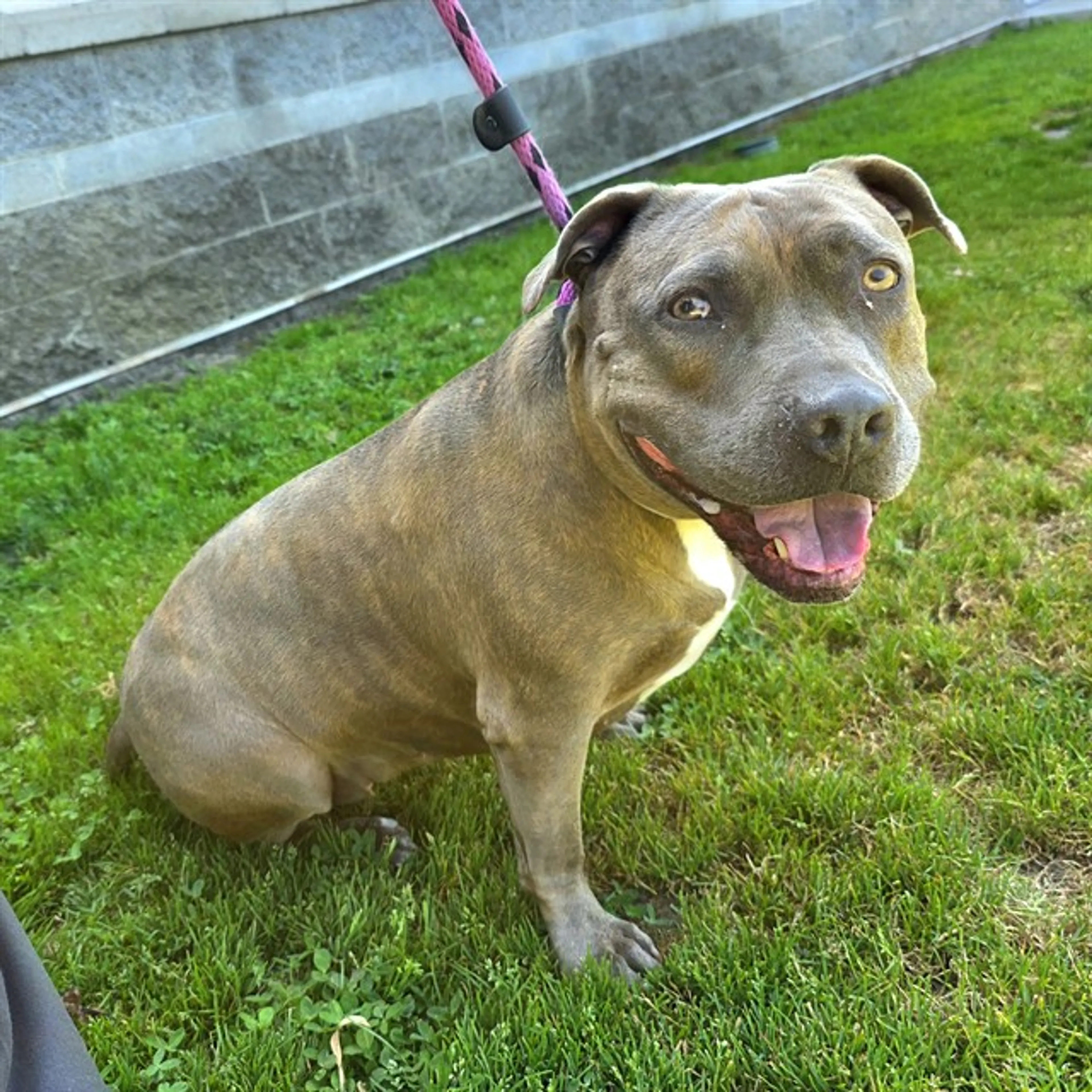 Found pet