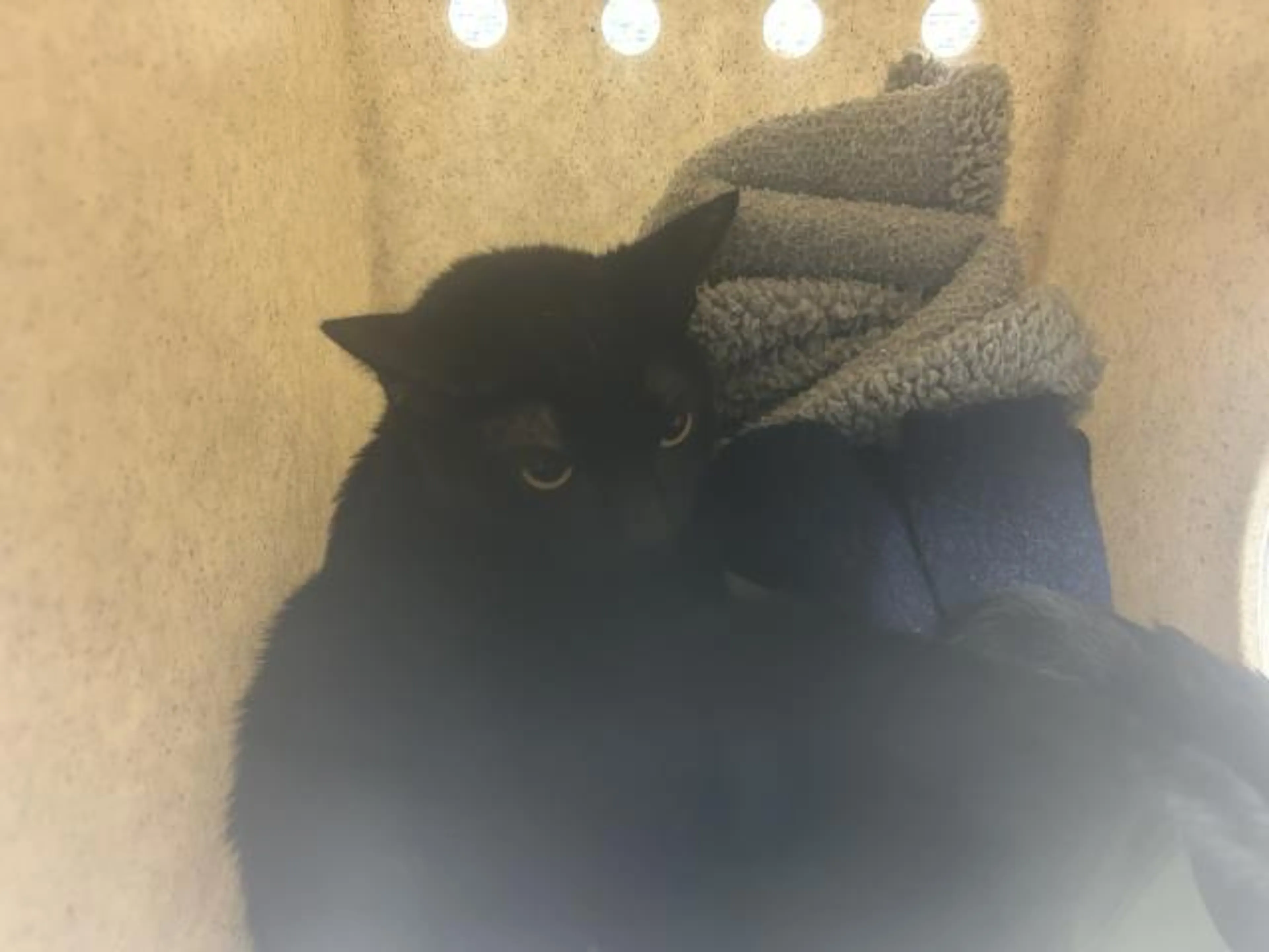 Found pet