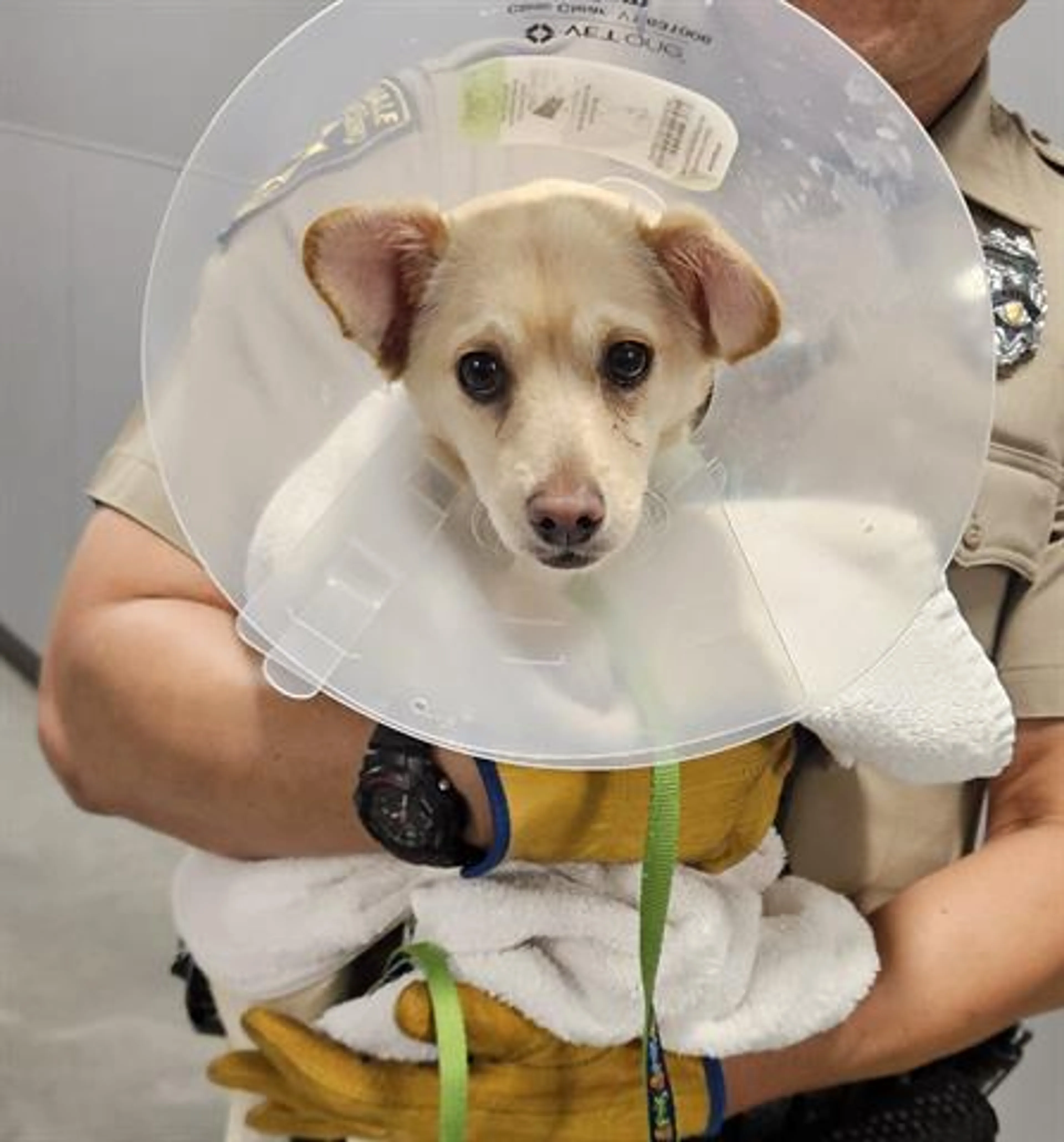 Found pet