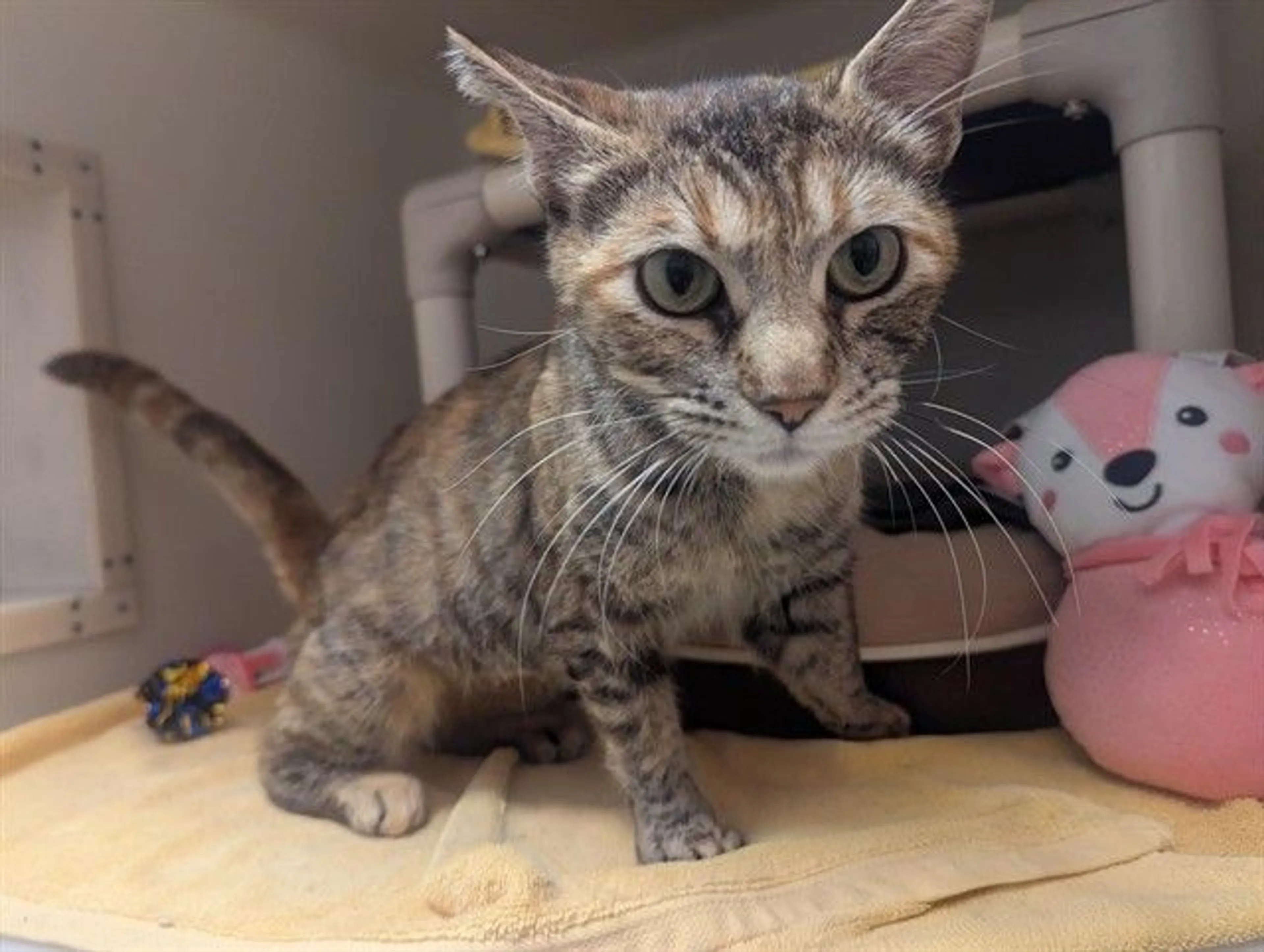 Found pet
