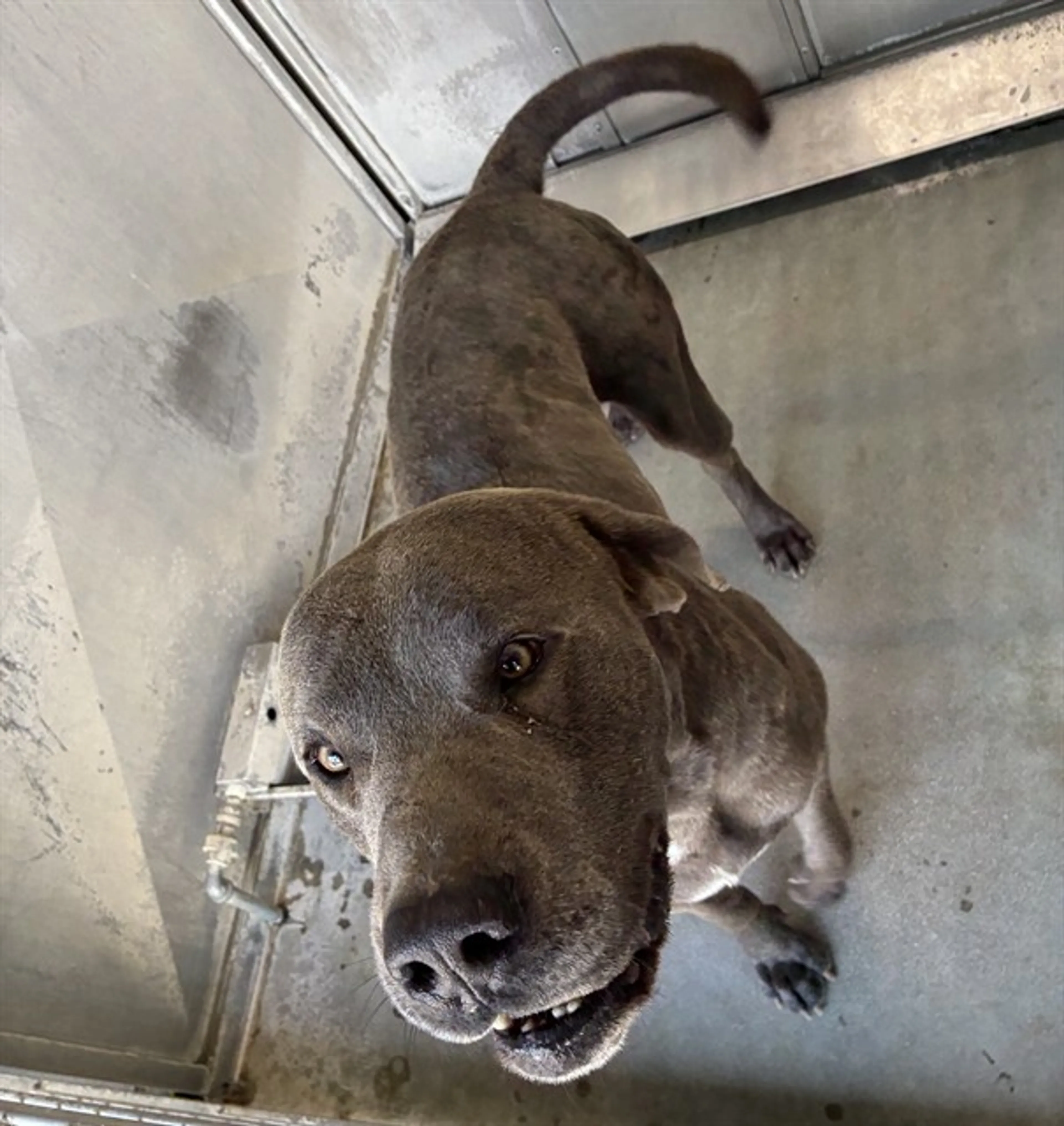 Found pet