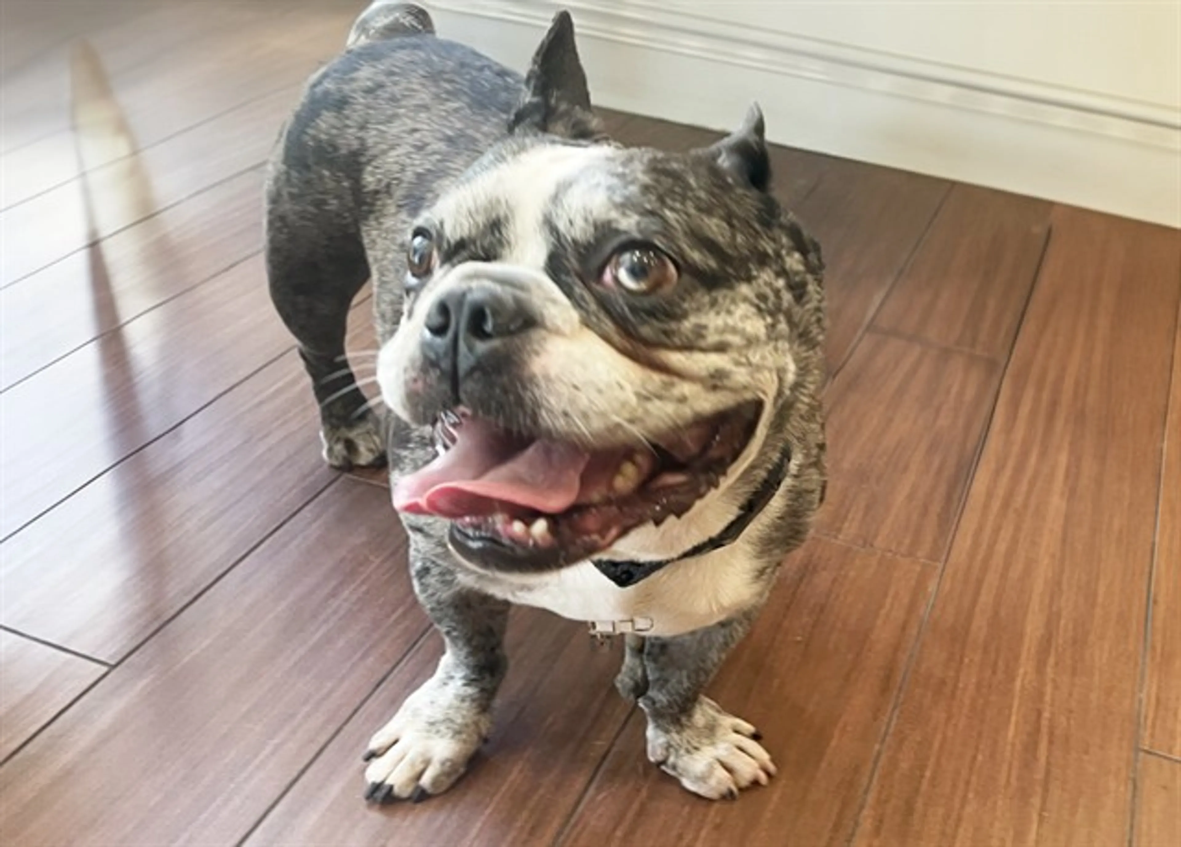 Found pet