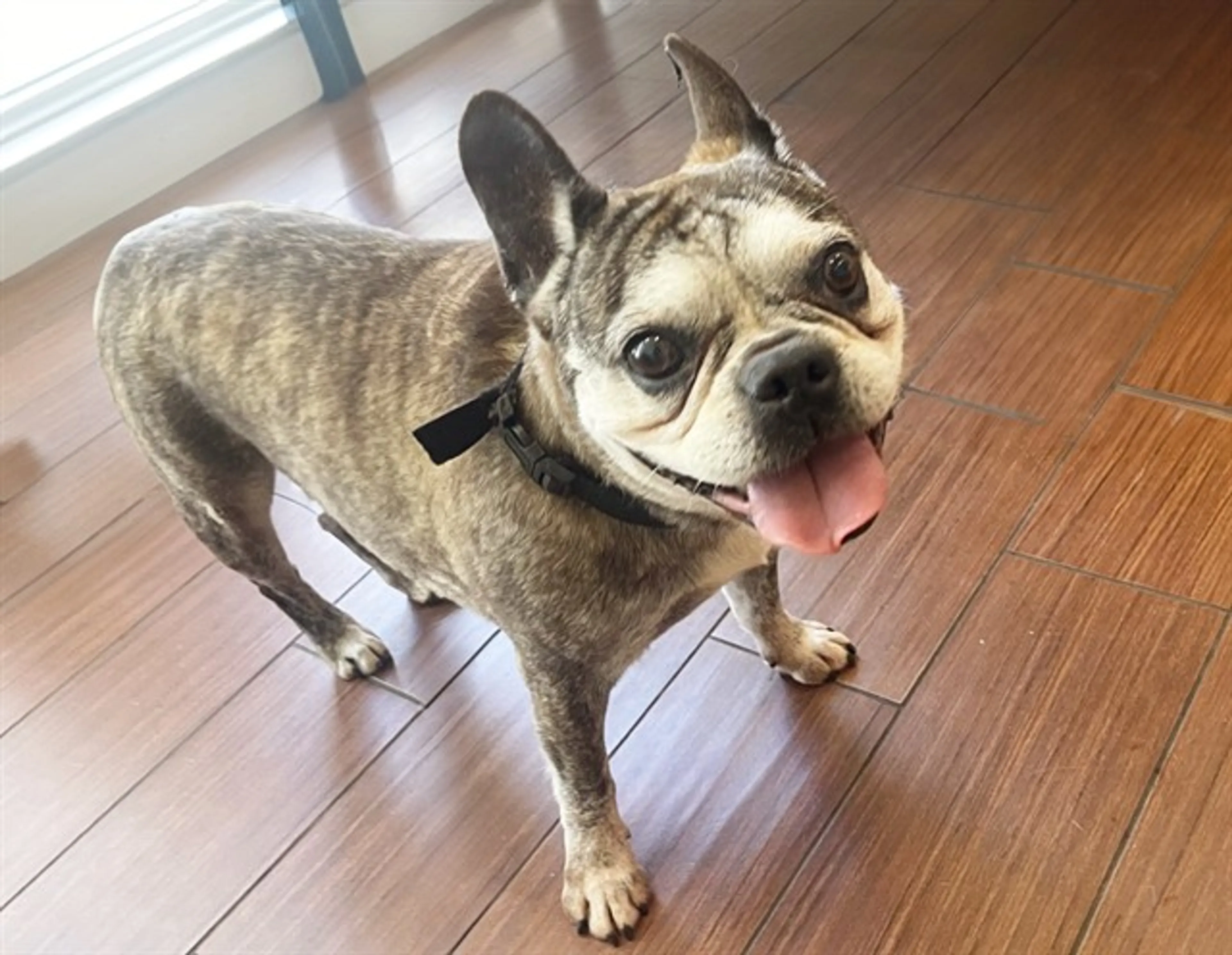 Found pet