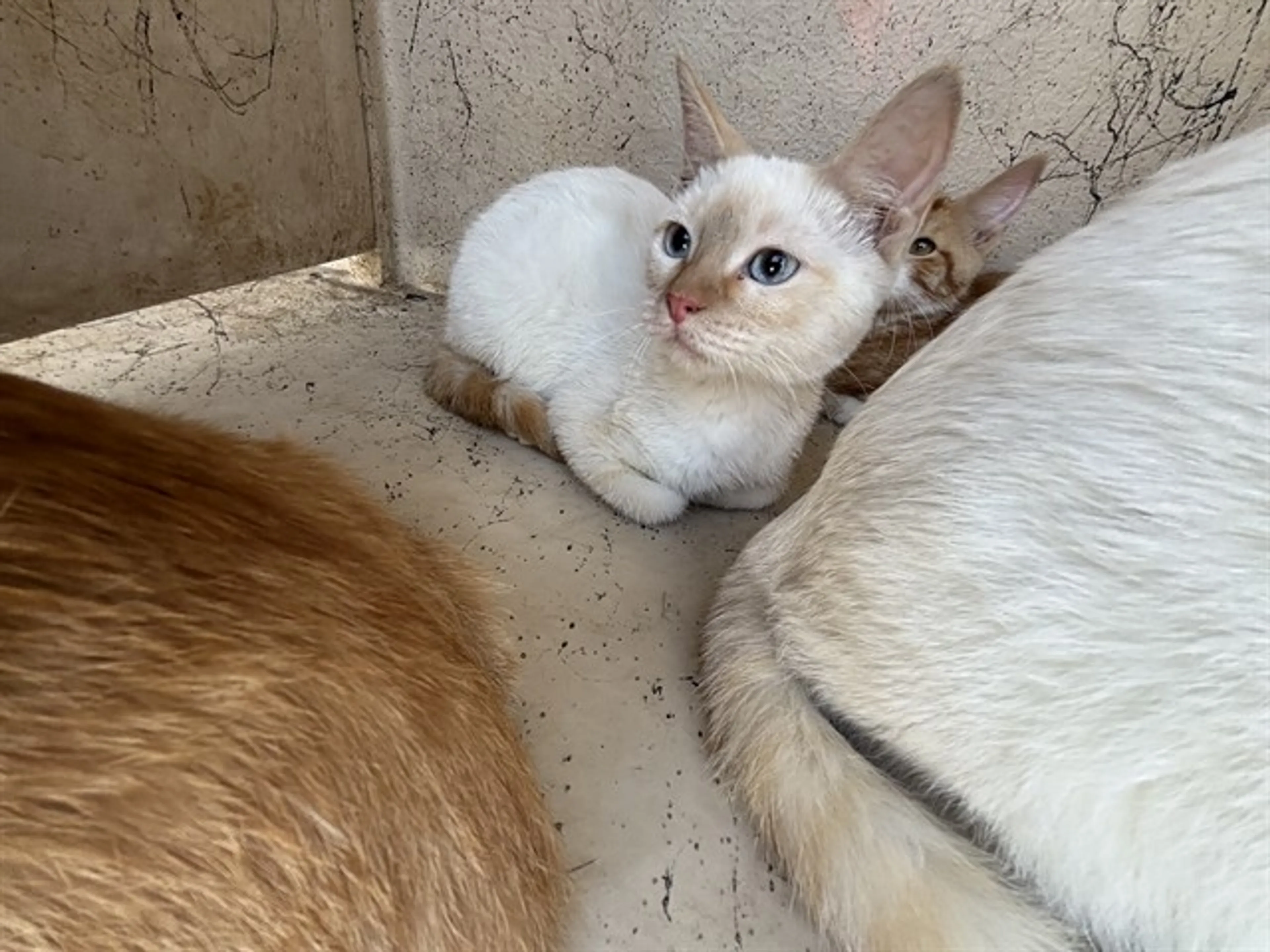 Found pet