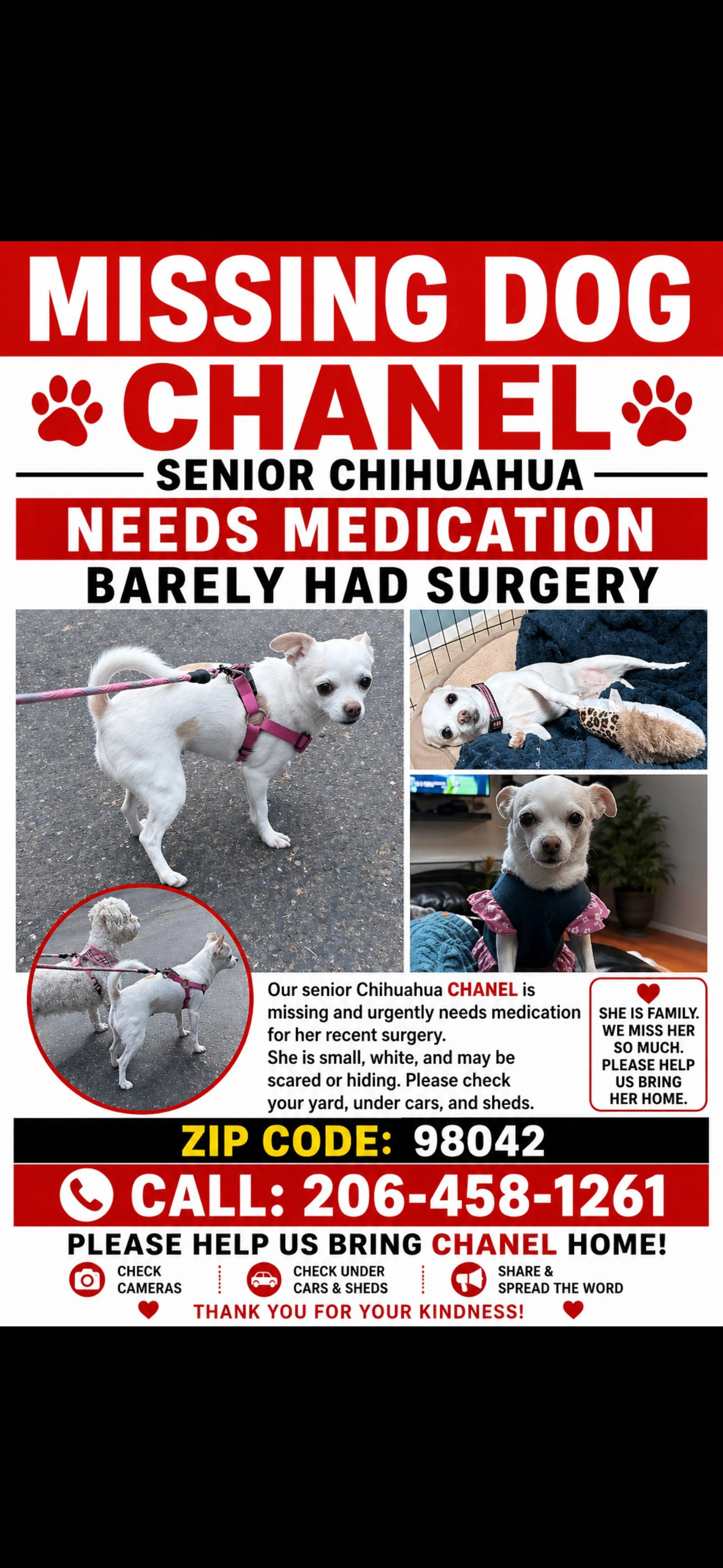 Lost pet