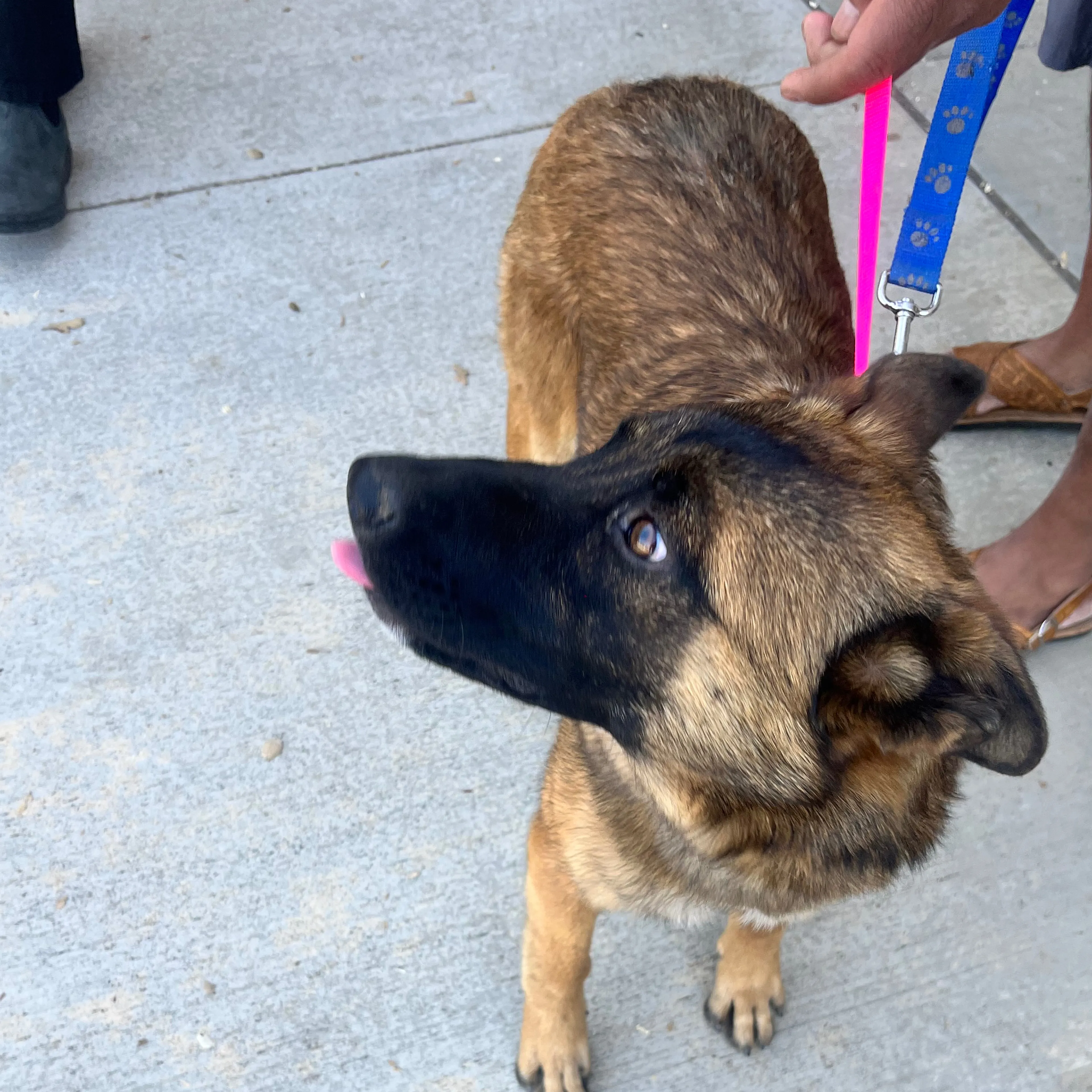 Found pet-2
