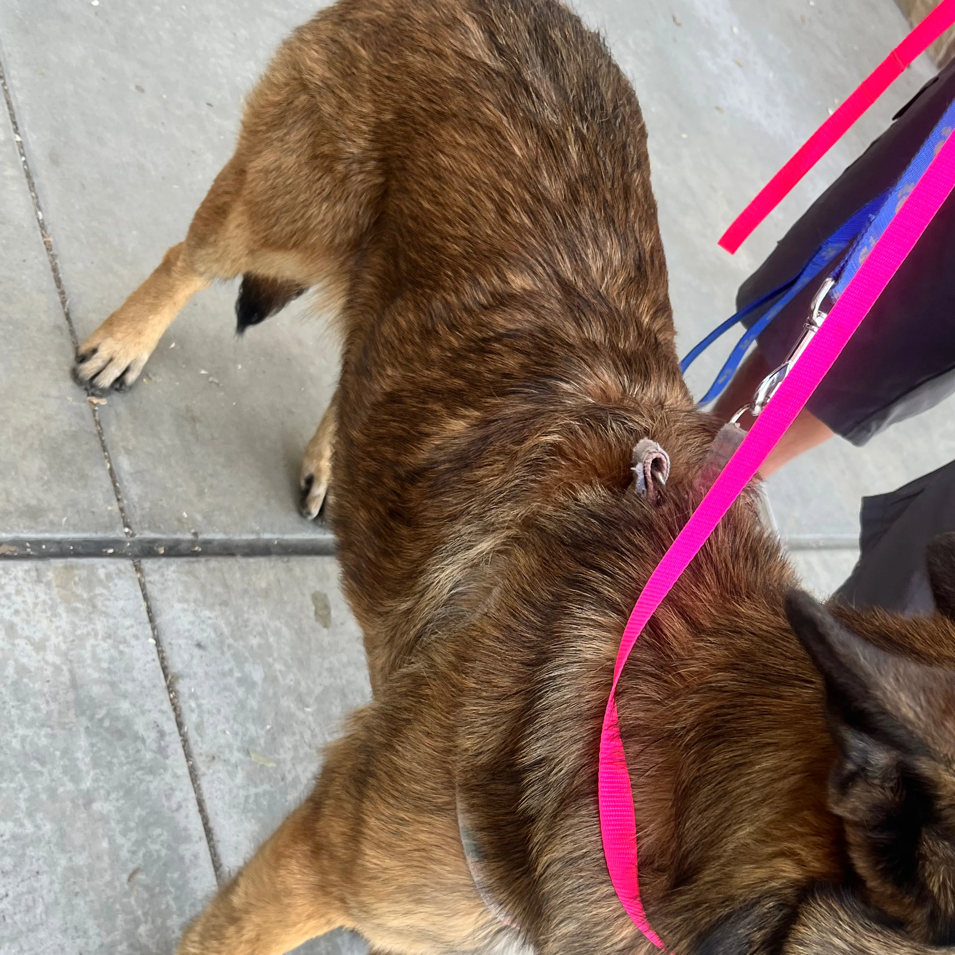 Found pet-1