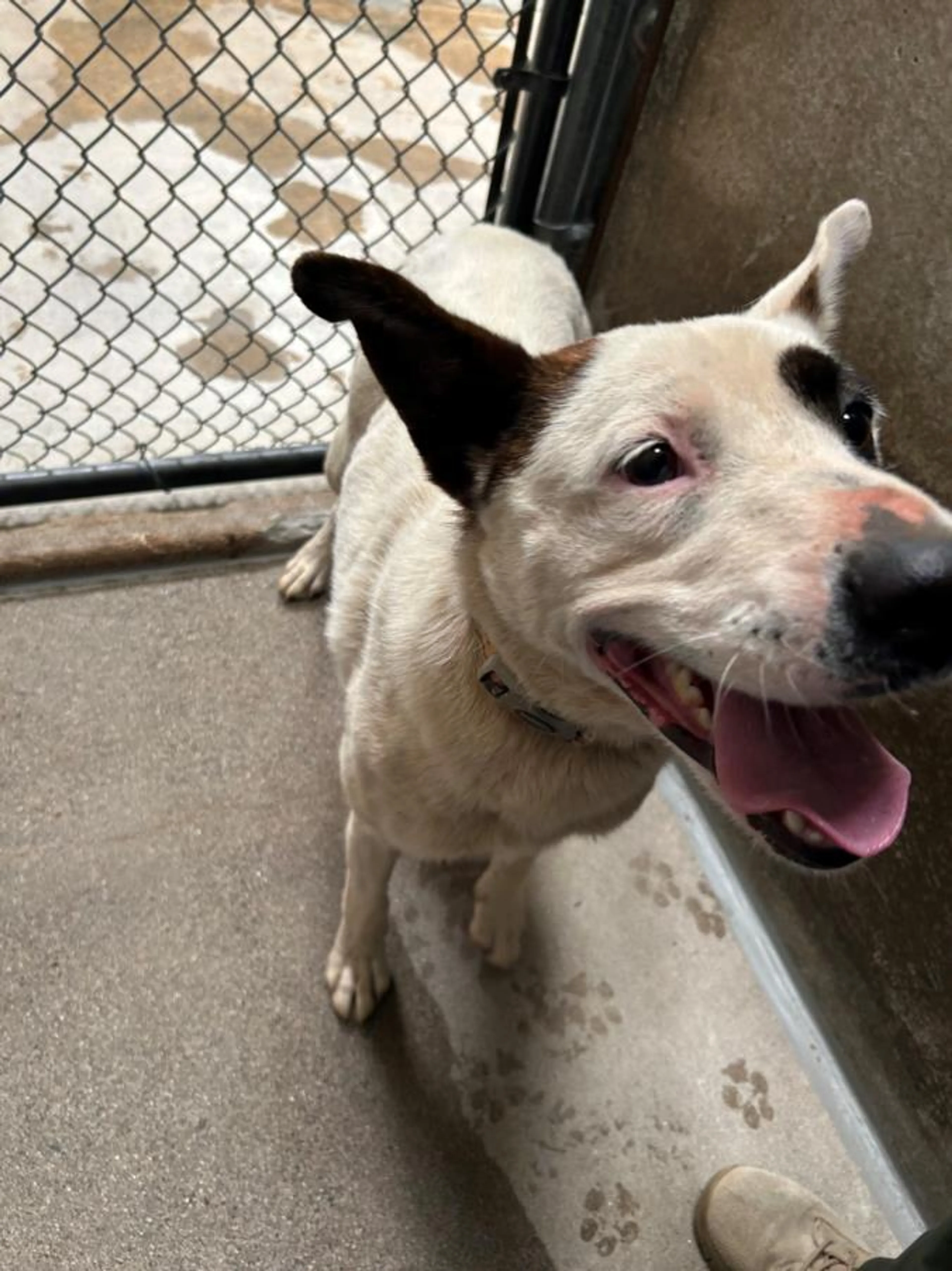 Found pet