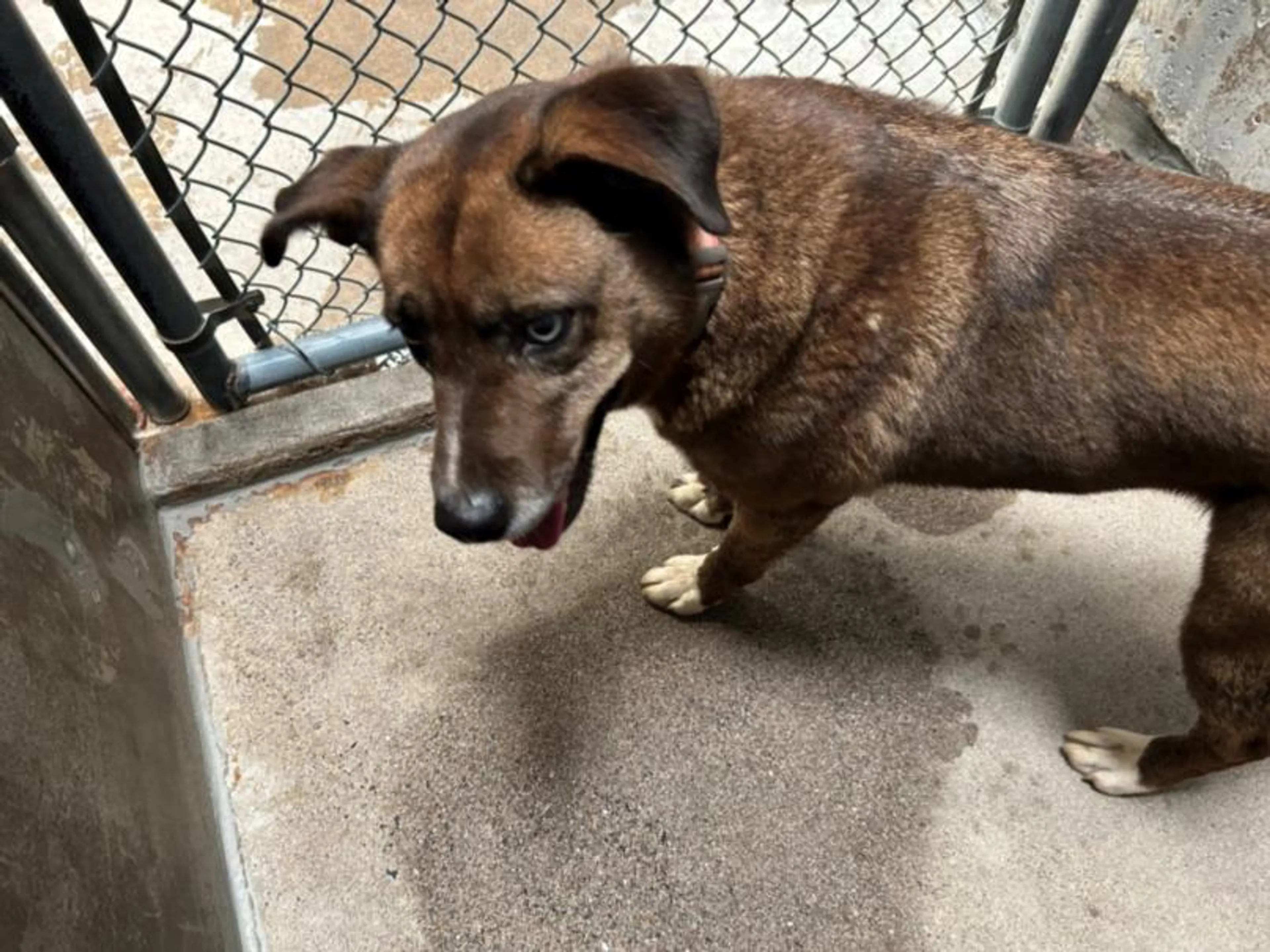 Found pet
