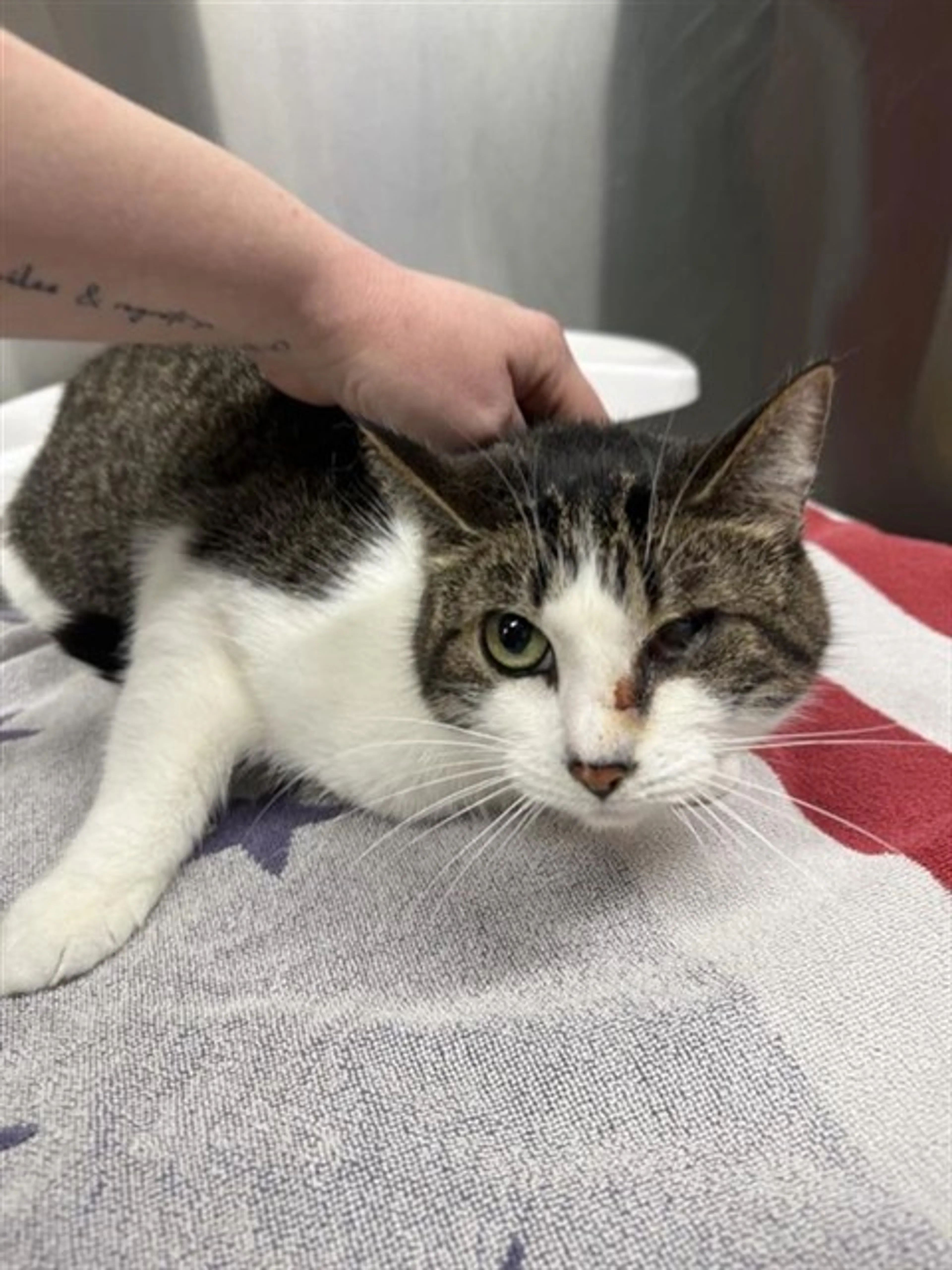 Found pet