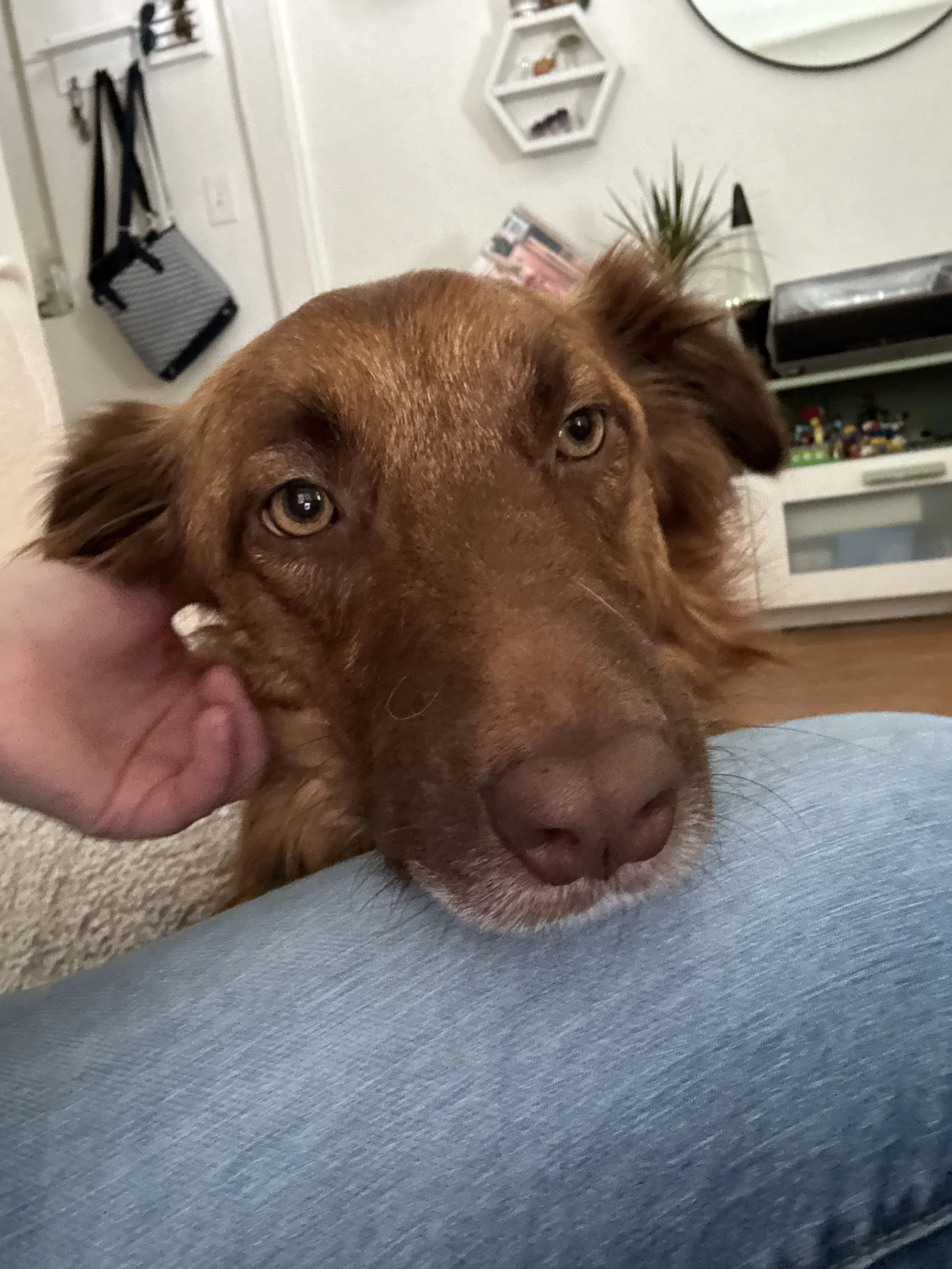 Lost pet-0