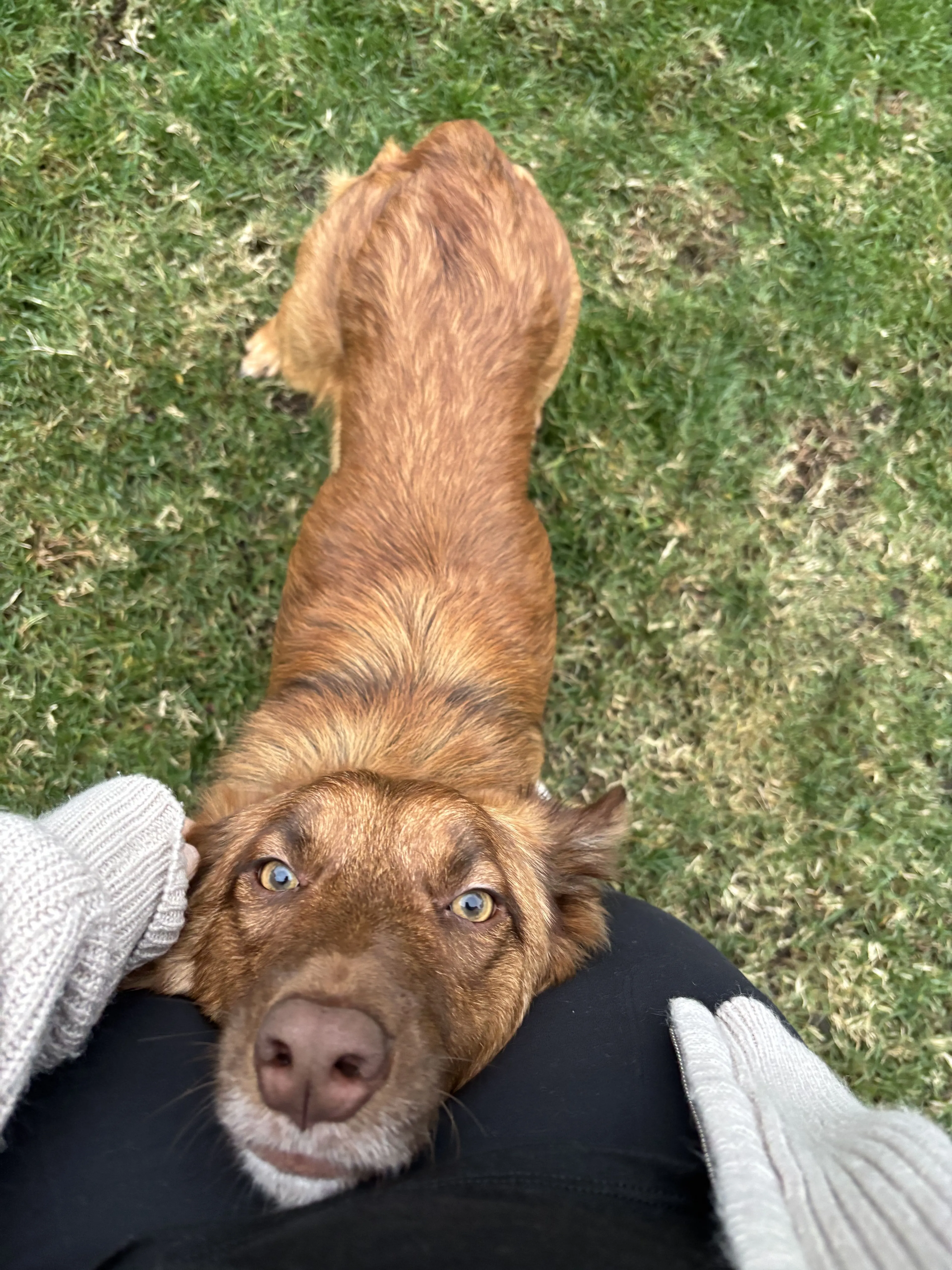 Lost pet-2