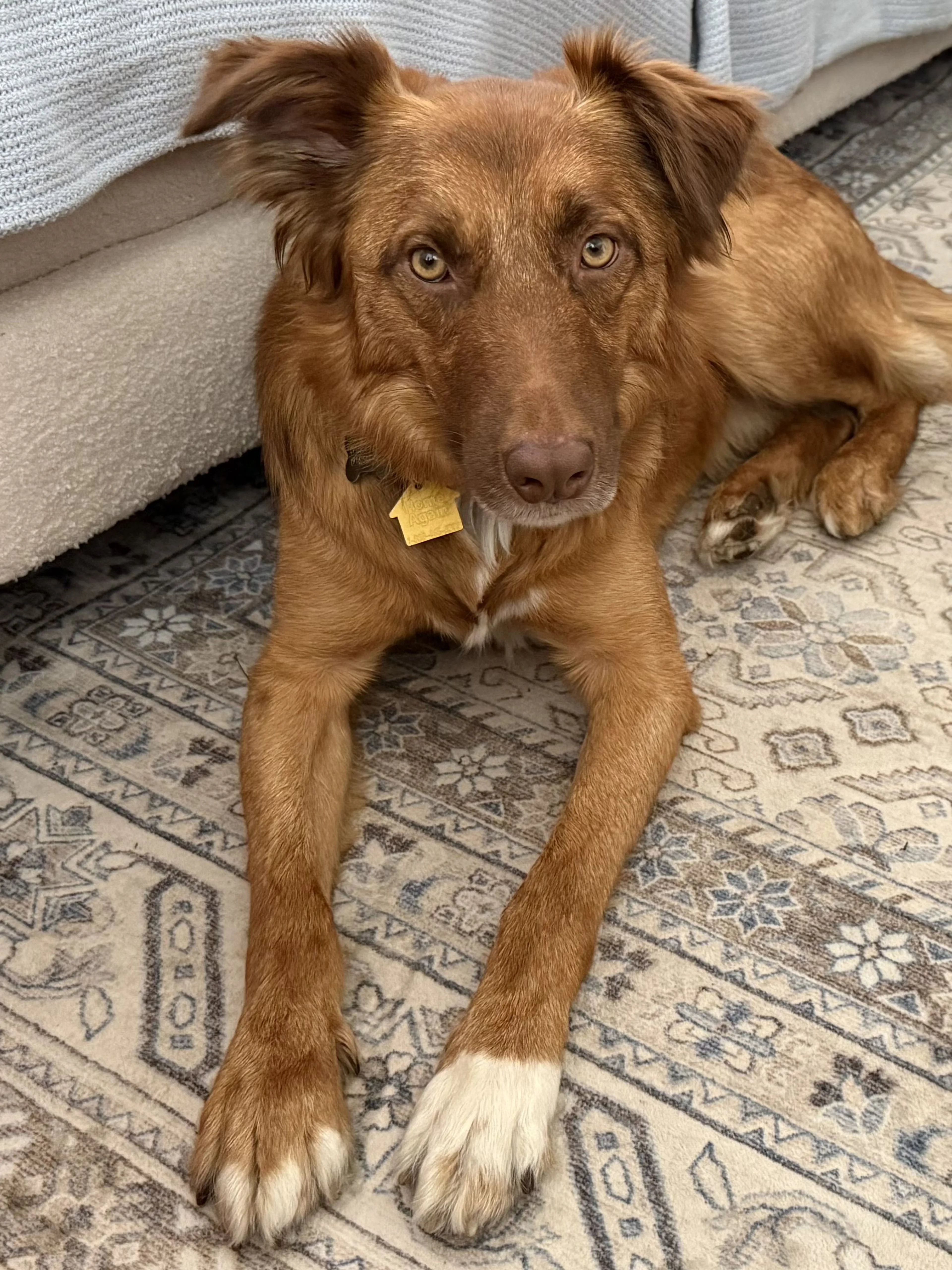 Lost pet-1