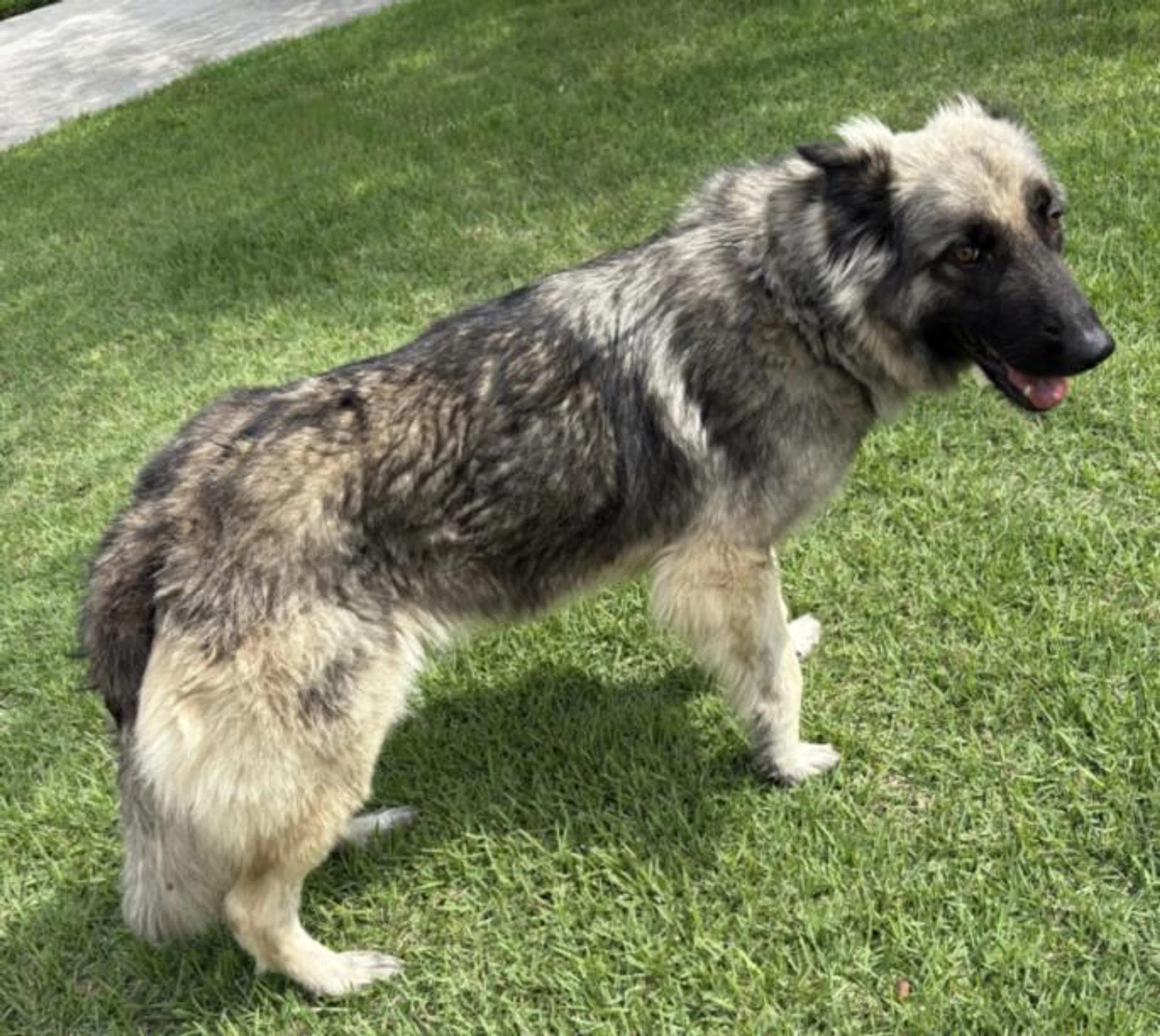 Found pet