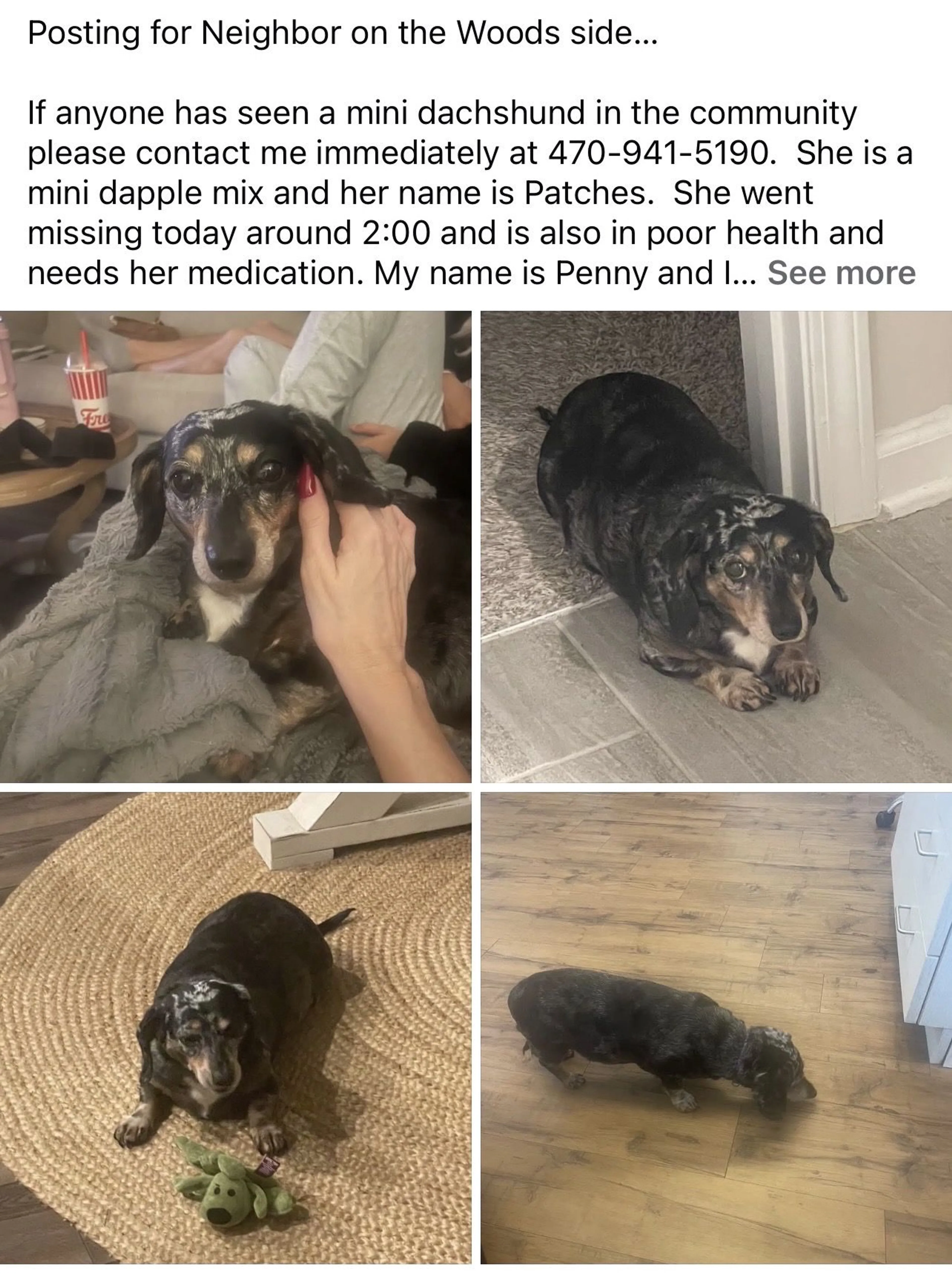 Lost pet