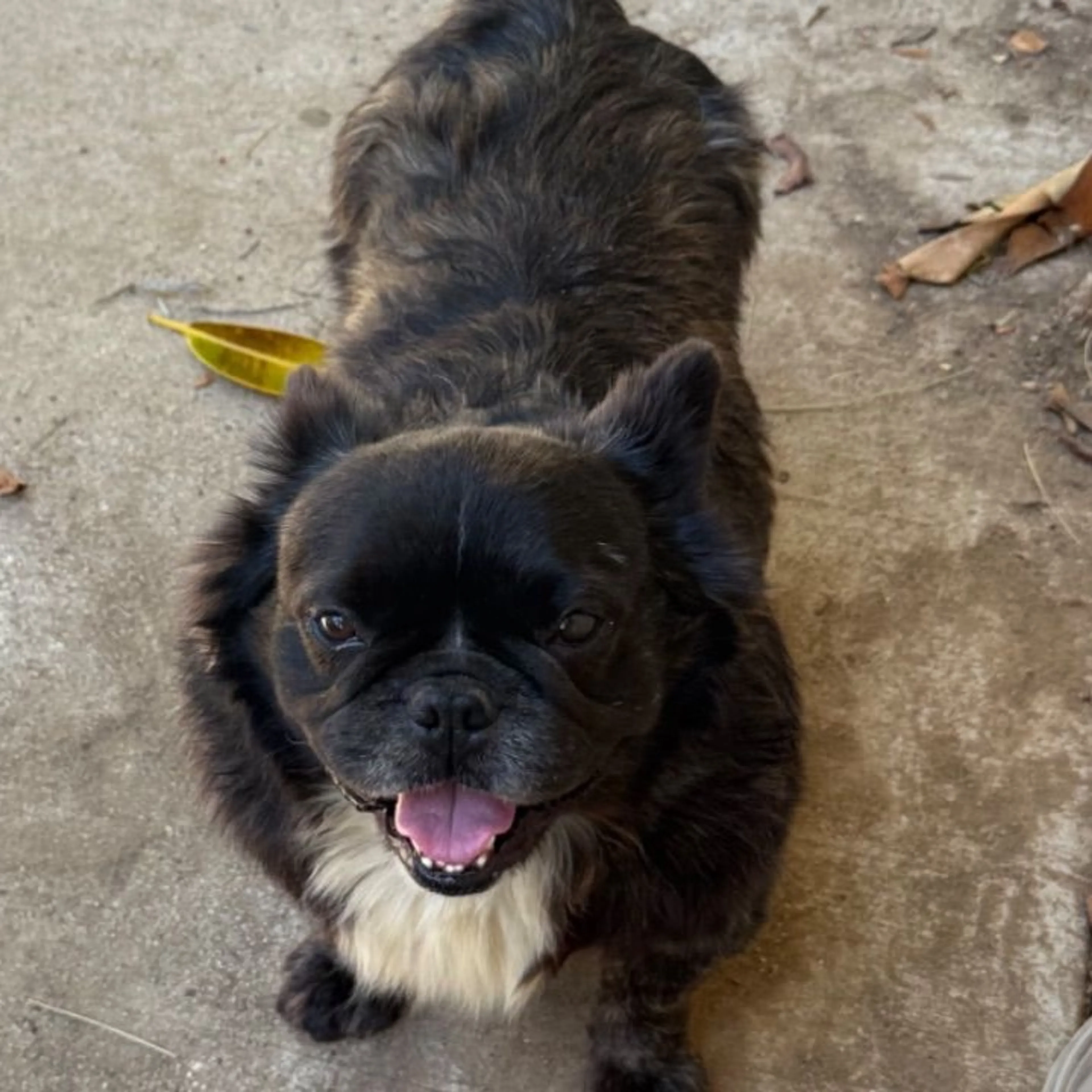 Found pet