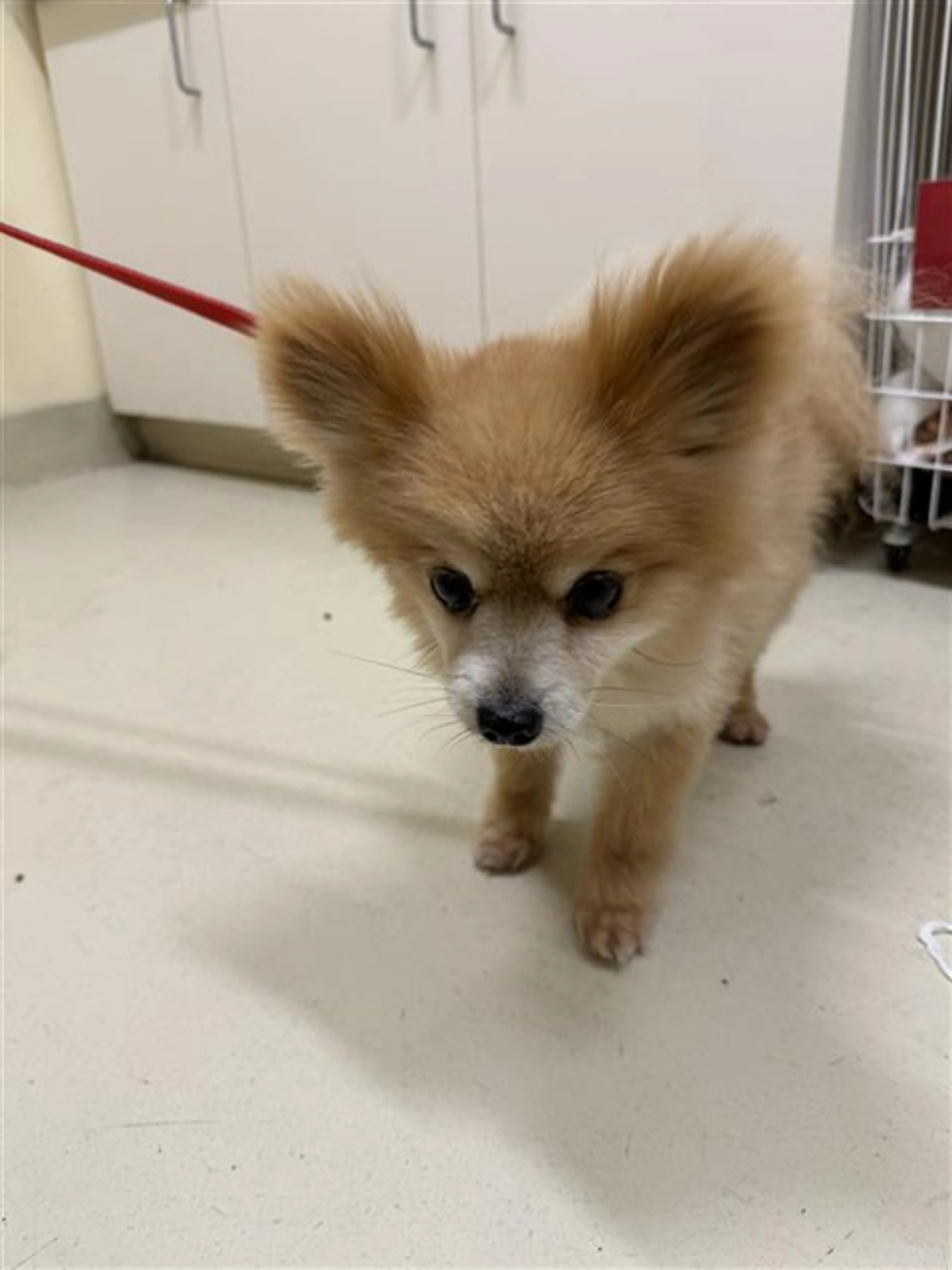 Found pet