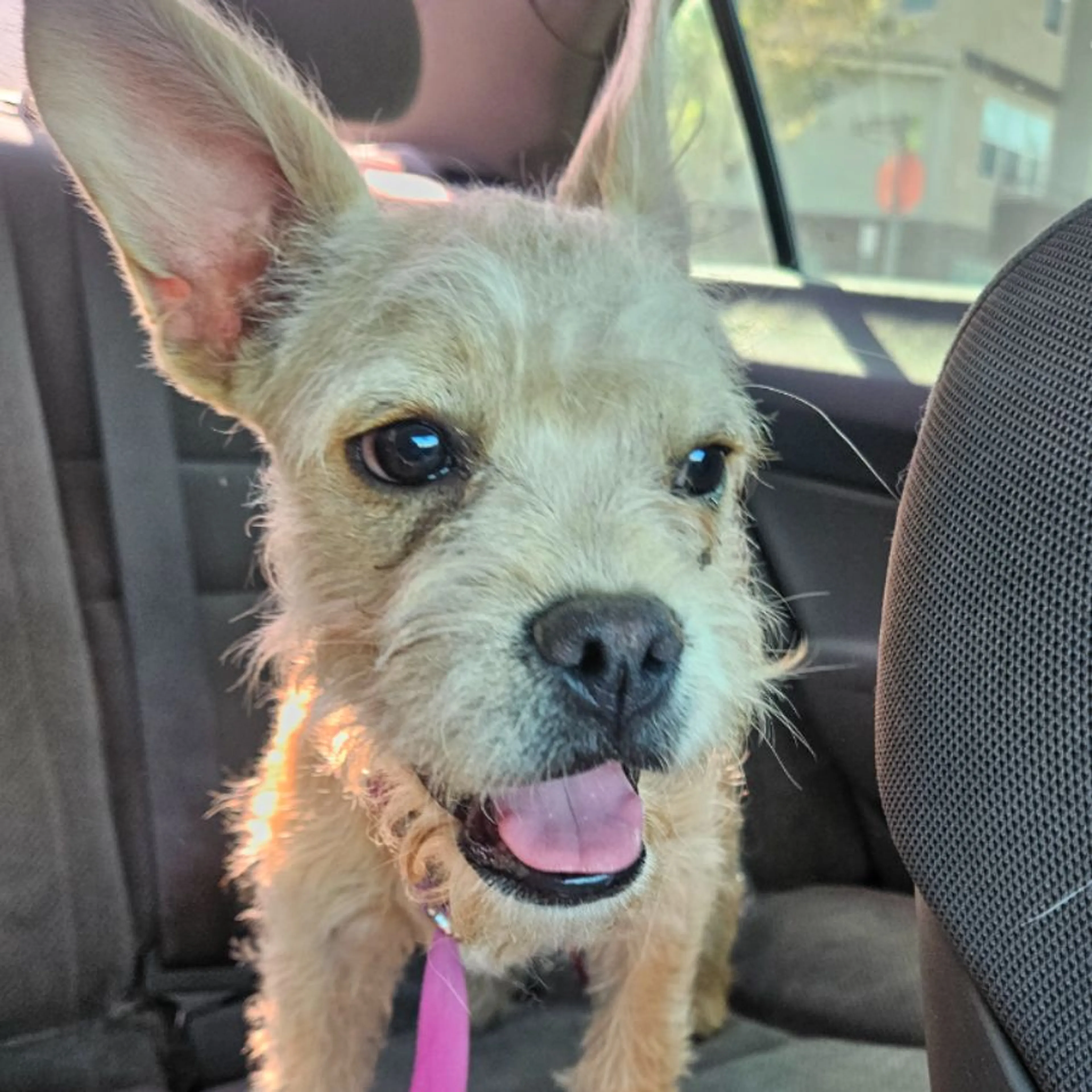 Found pet