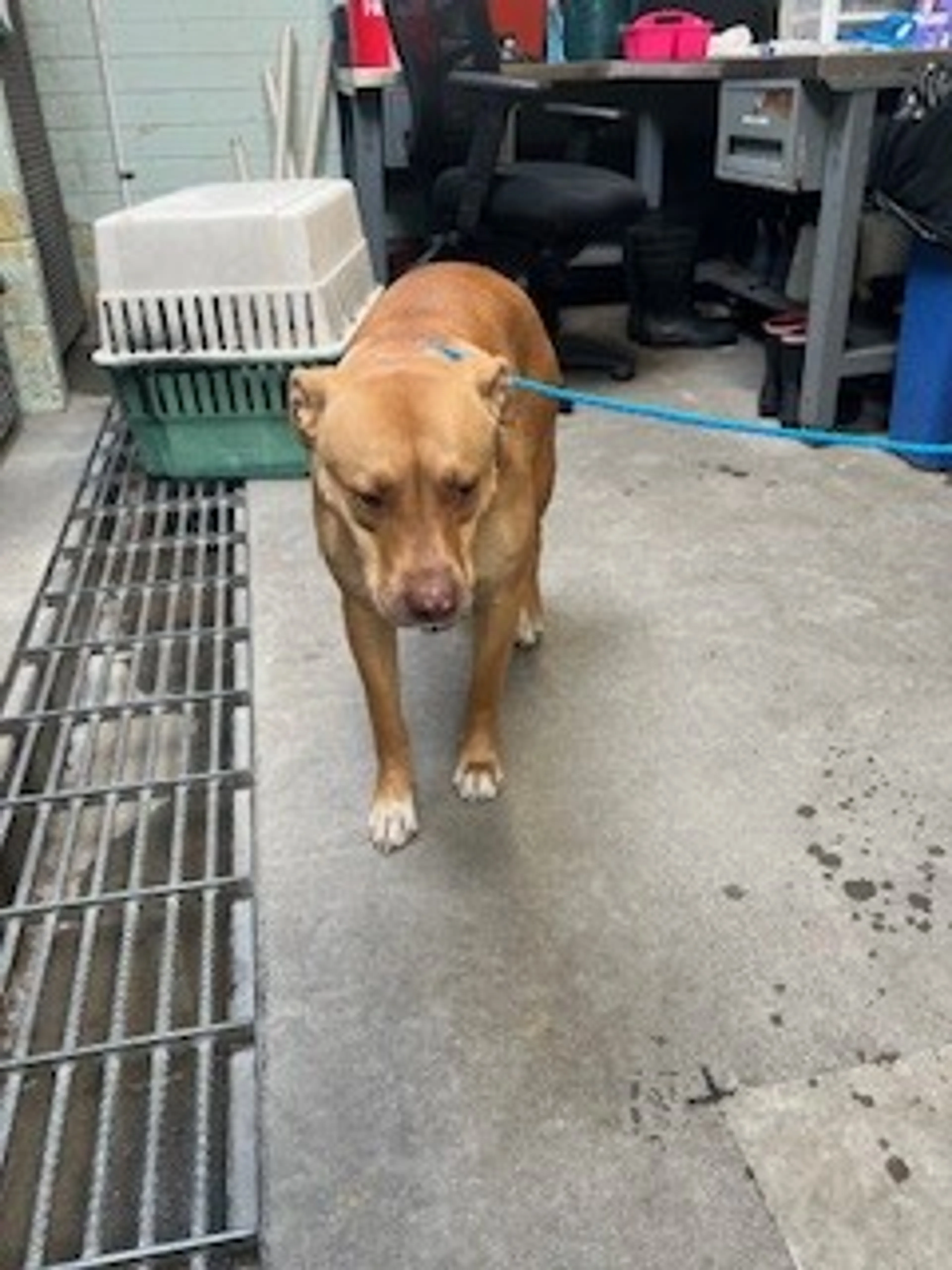 Found pet