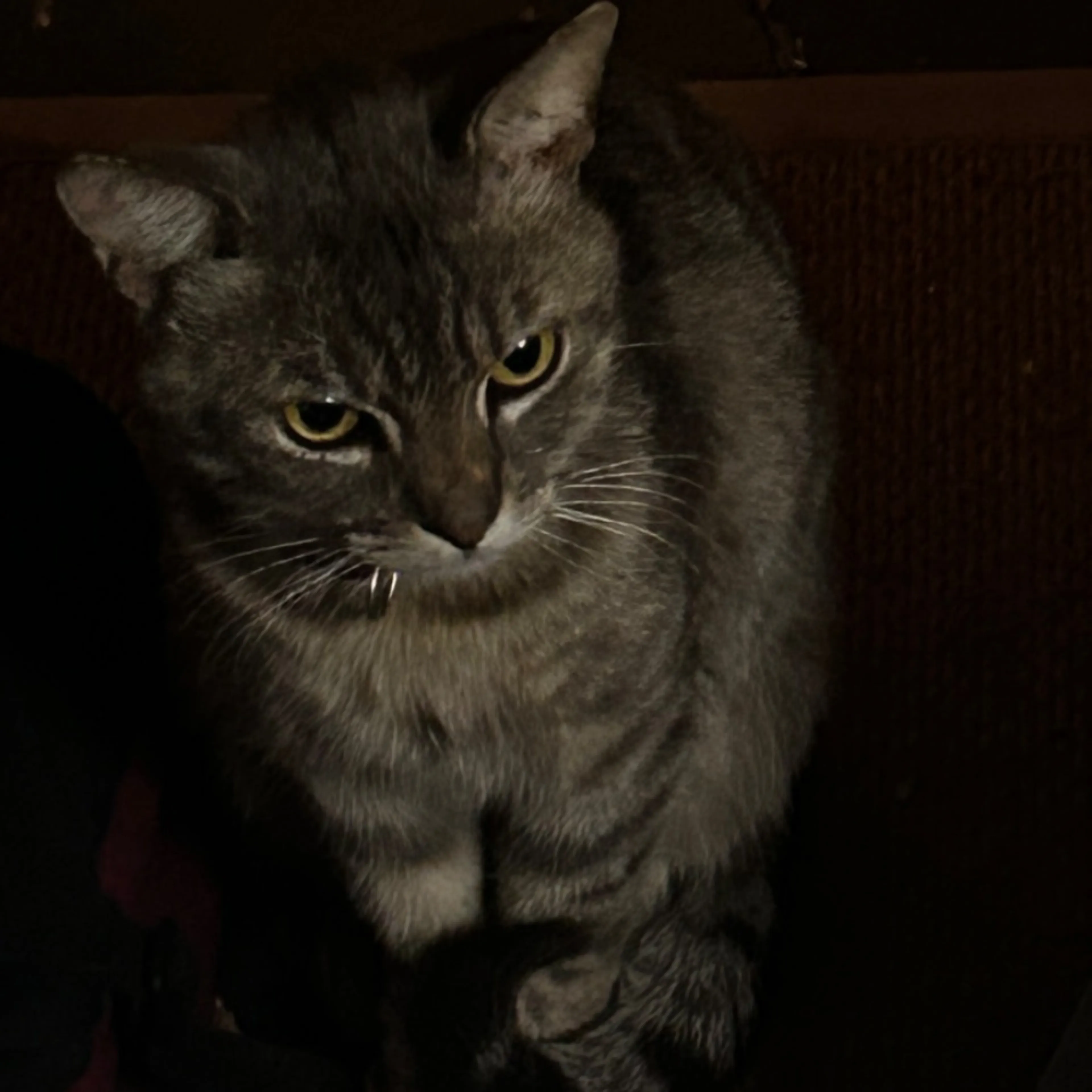 Lost pet