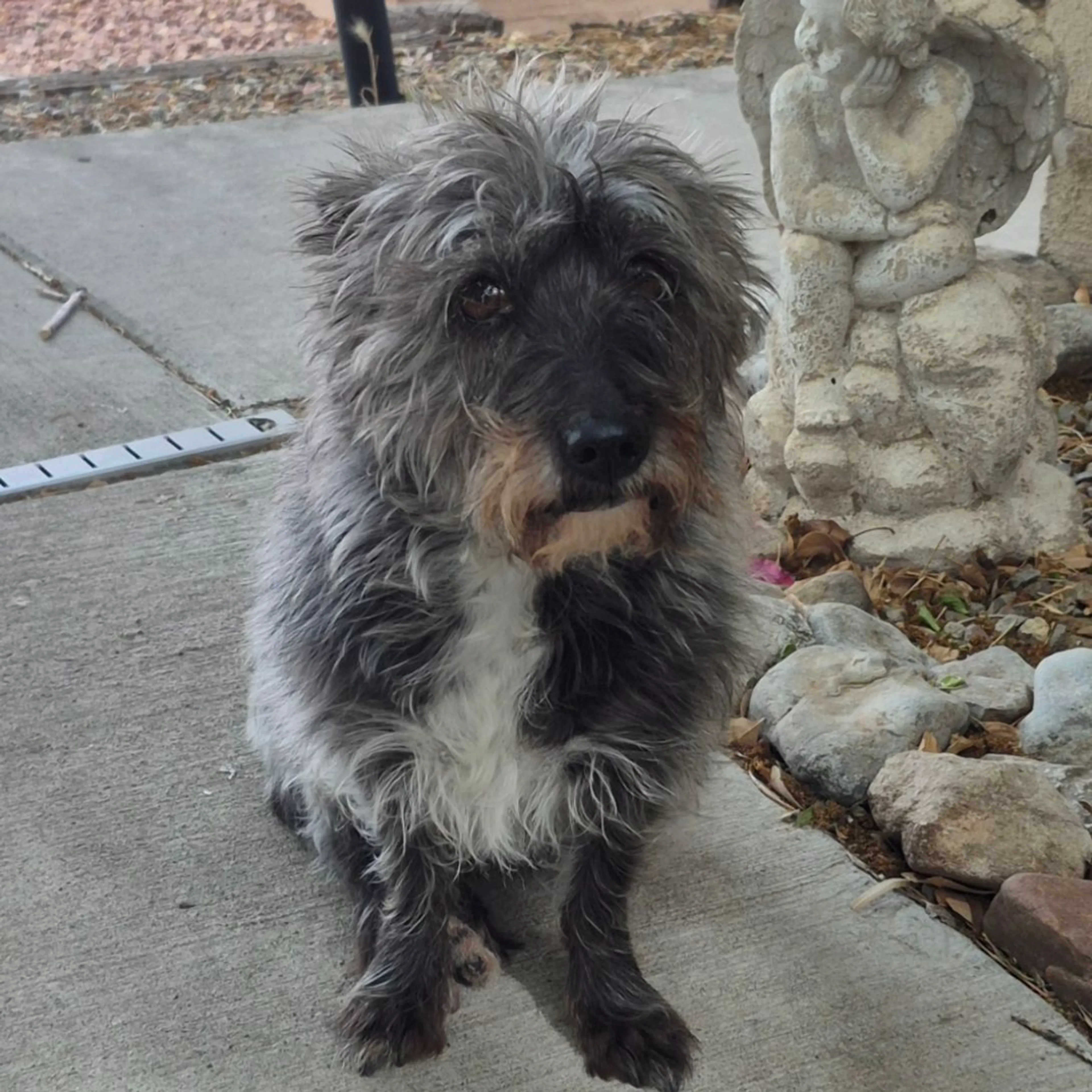 Found pet