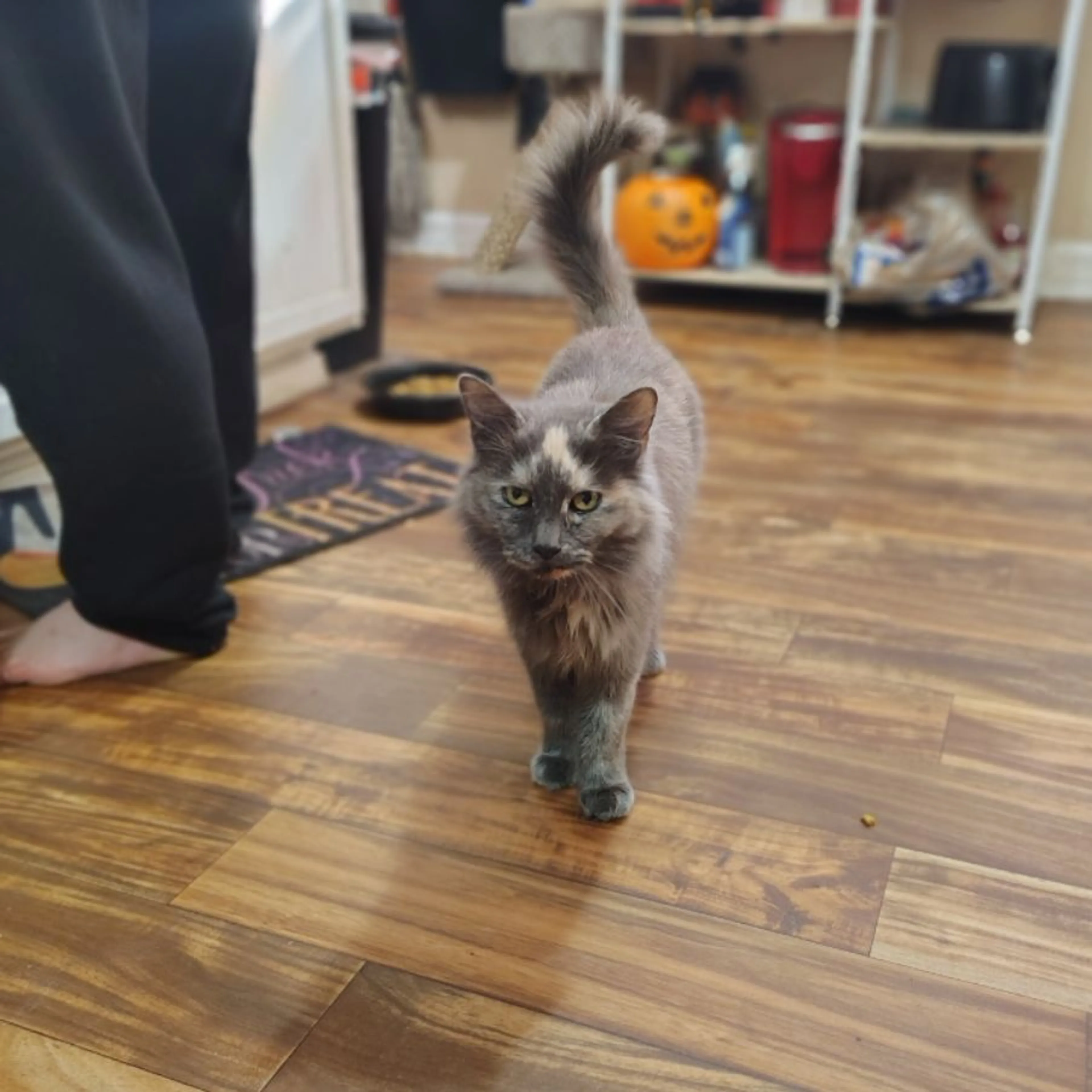 Lost pet-0