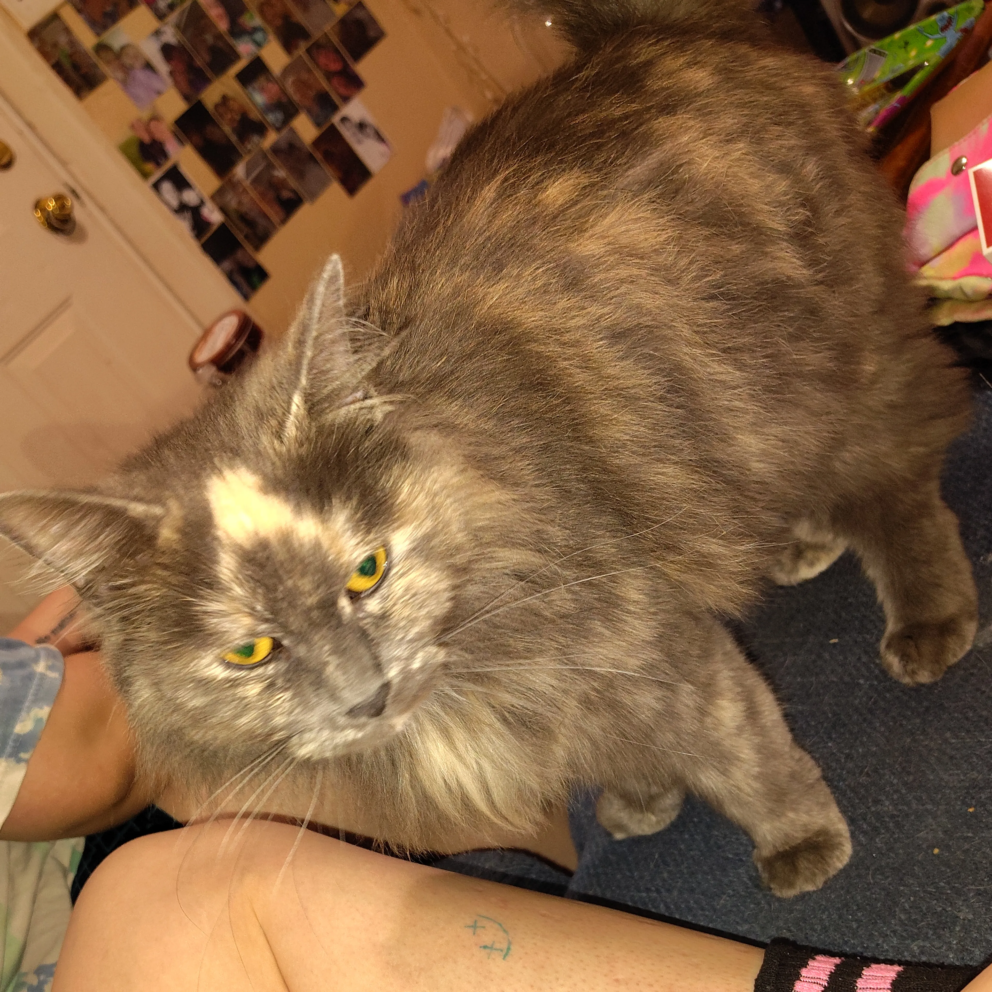 Lost pet-2