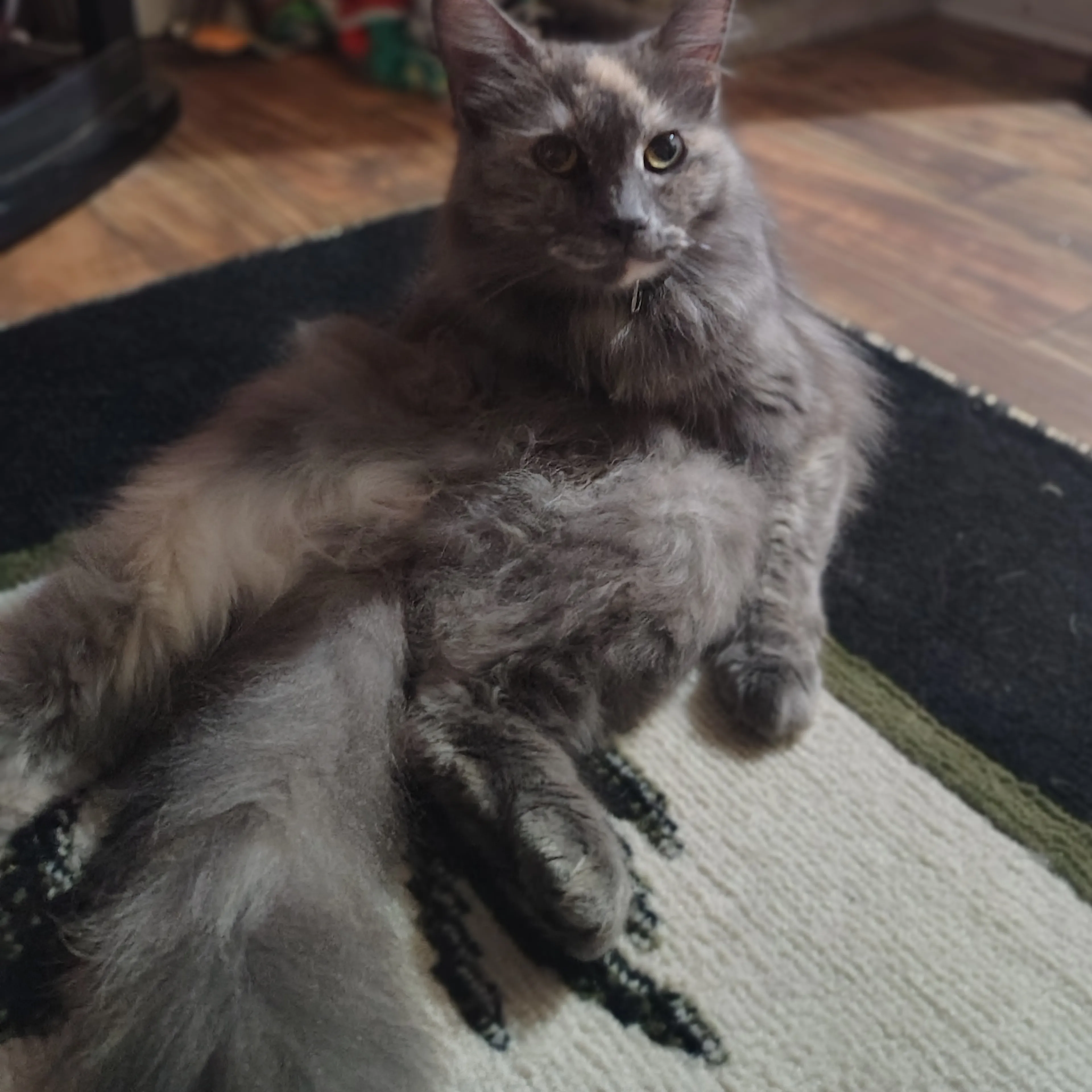 Lost pet-1
