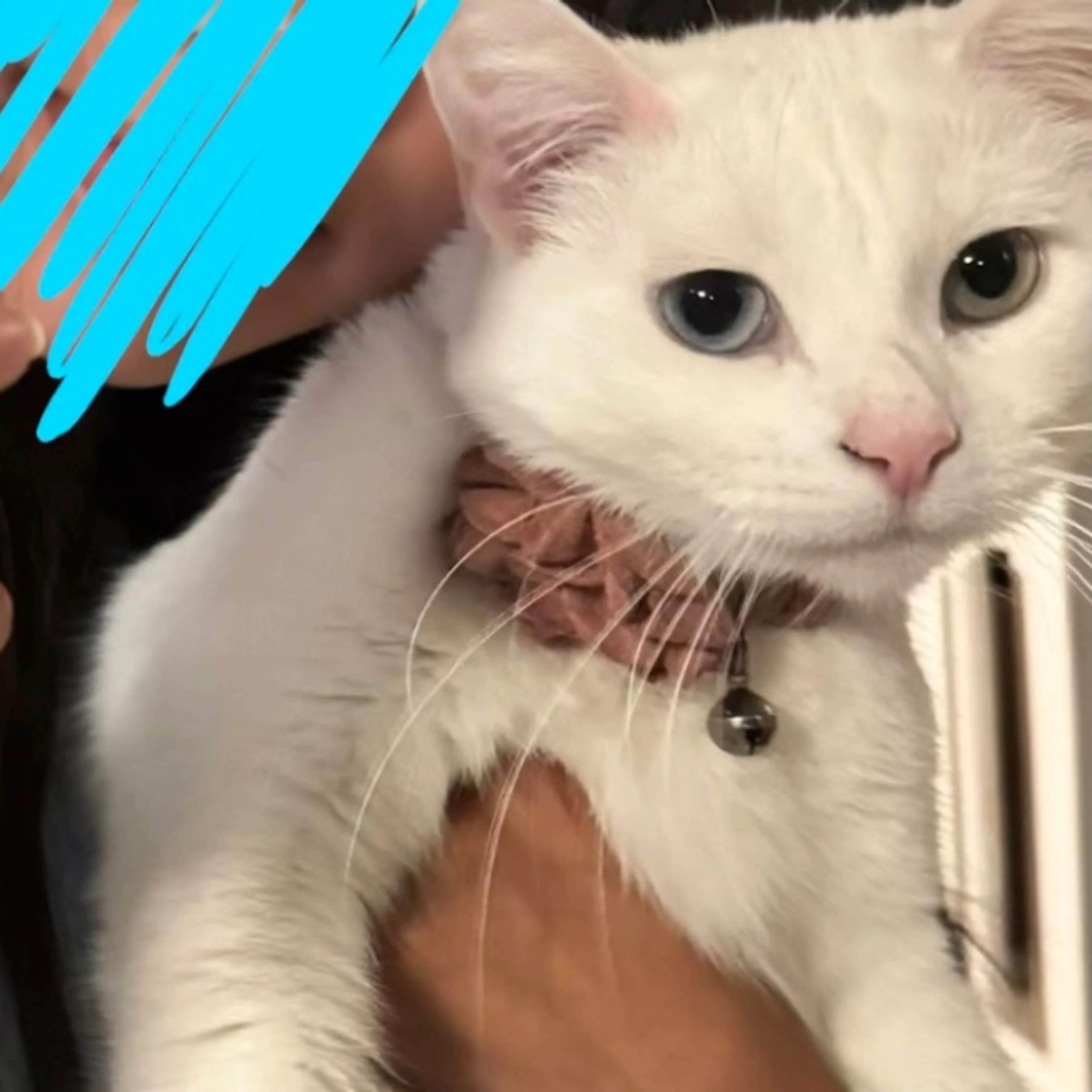 Lost pet-0