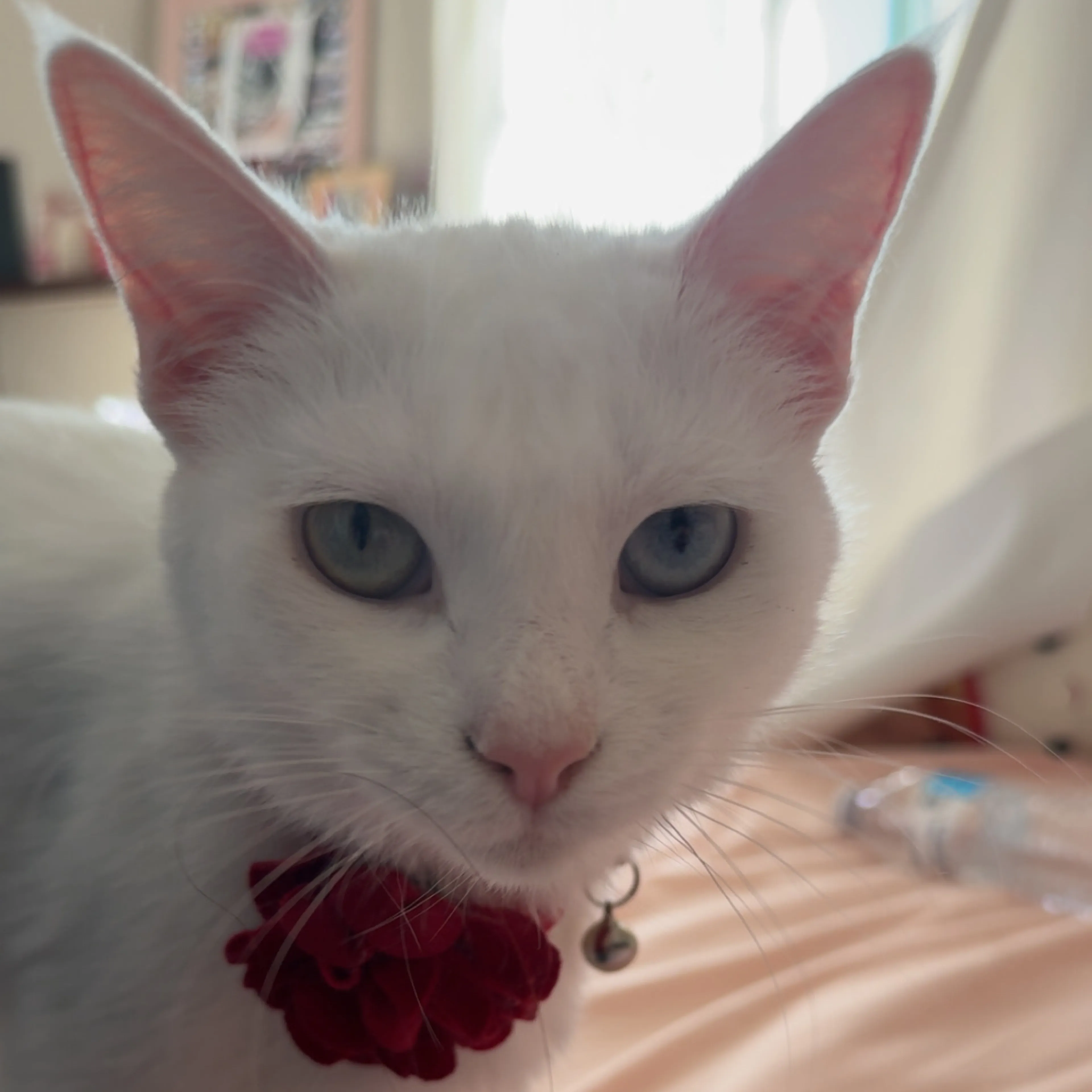 Lost pet-2