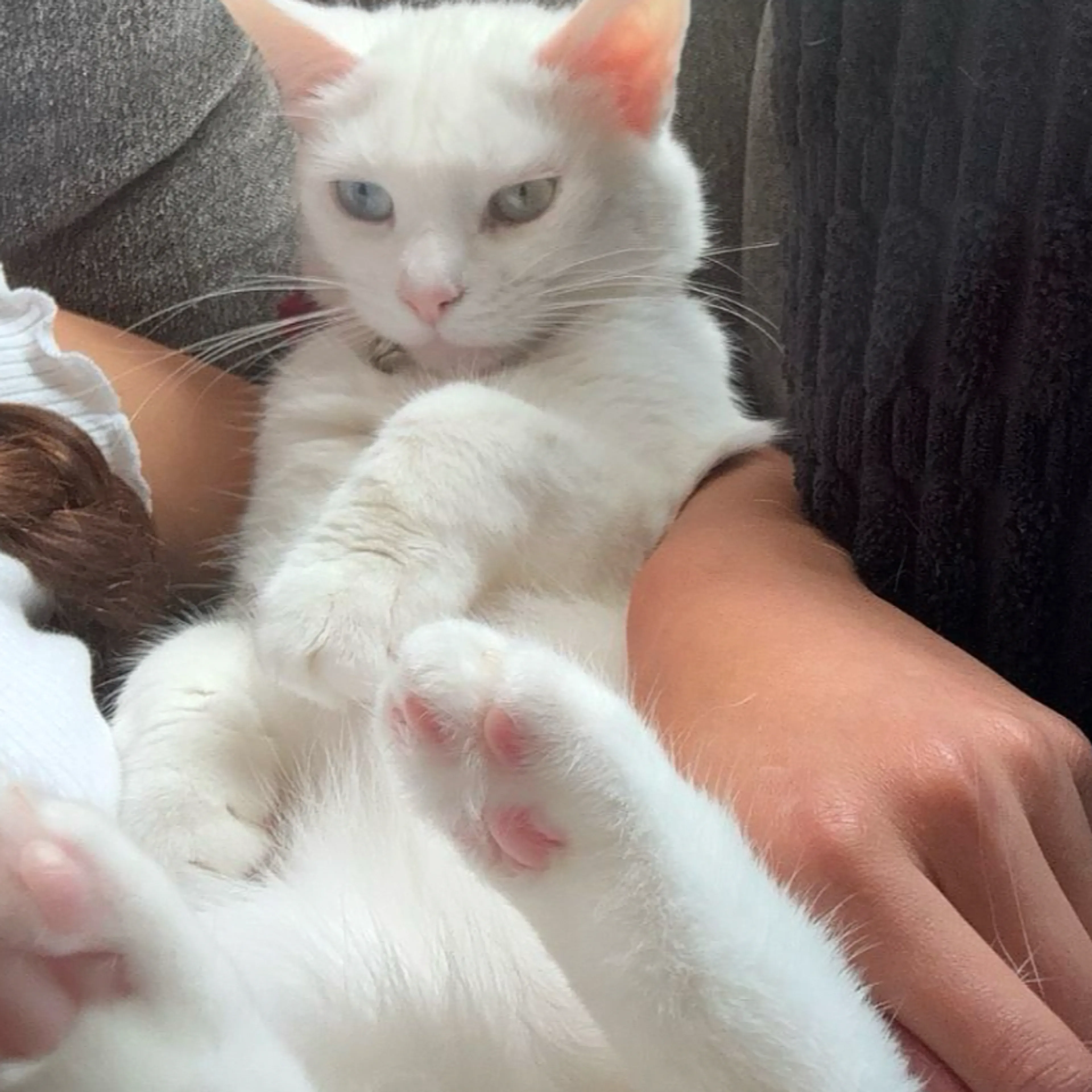 Lost pet-3