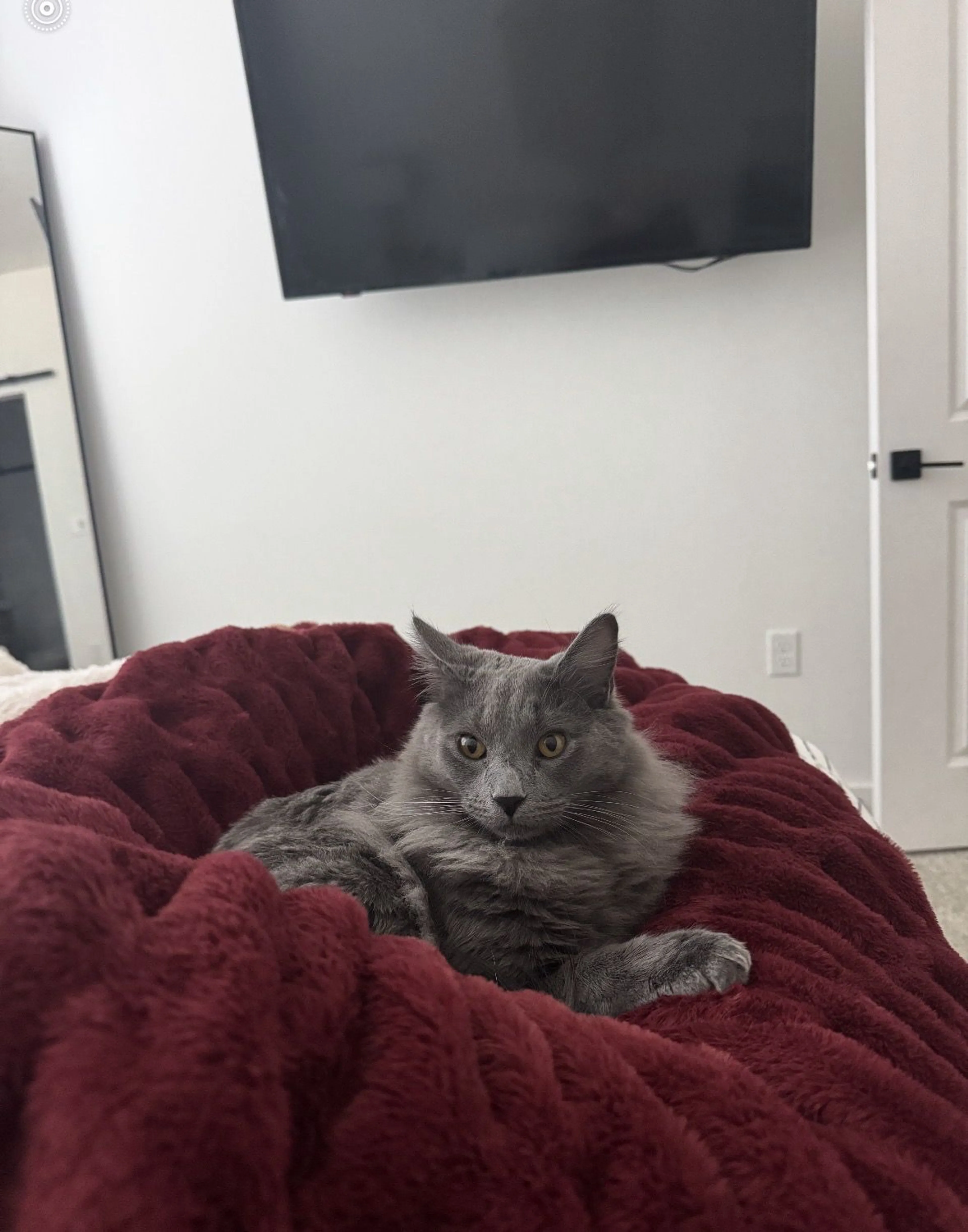 Lost pet