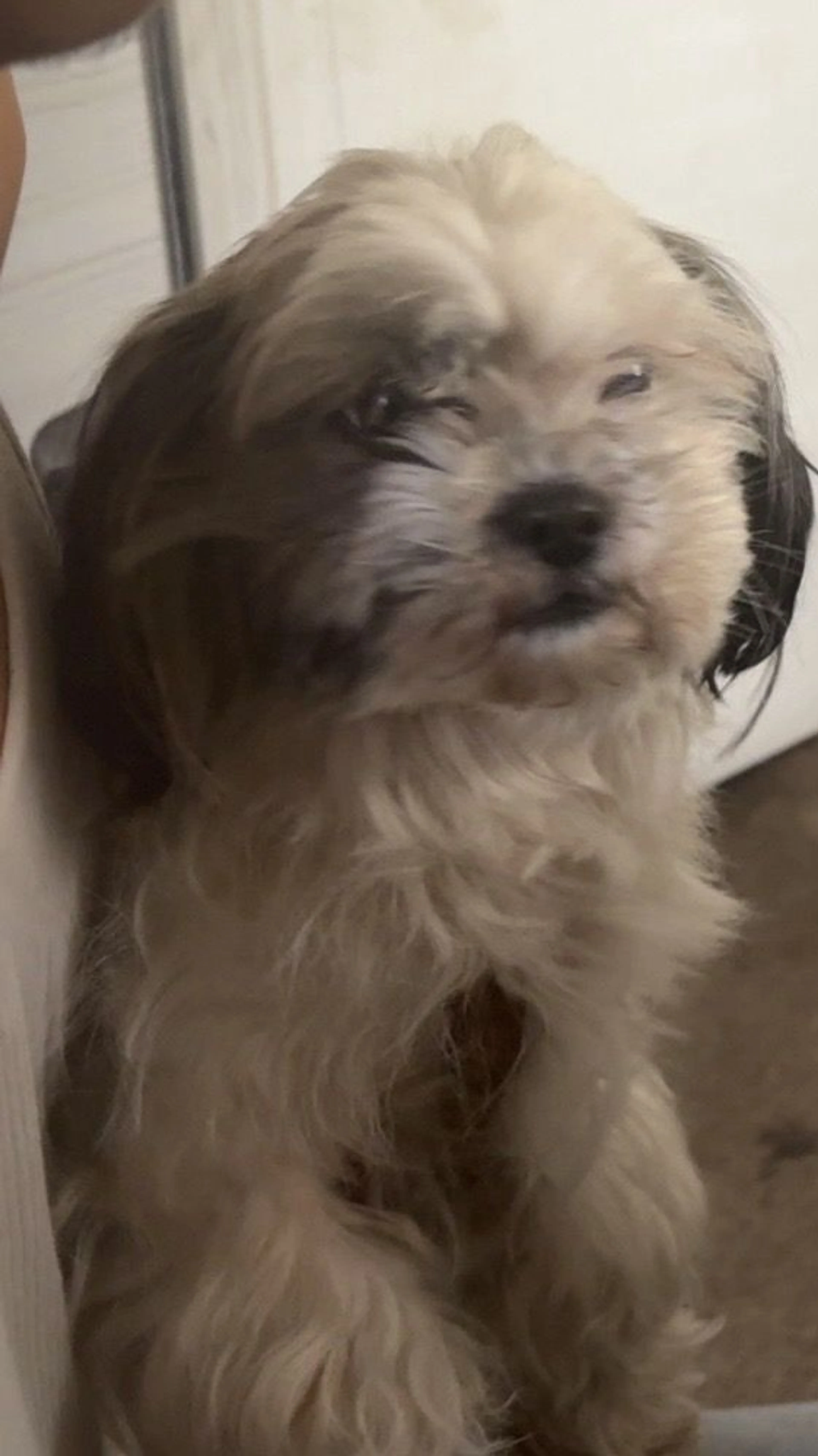 Lost pet