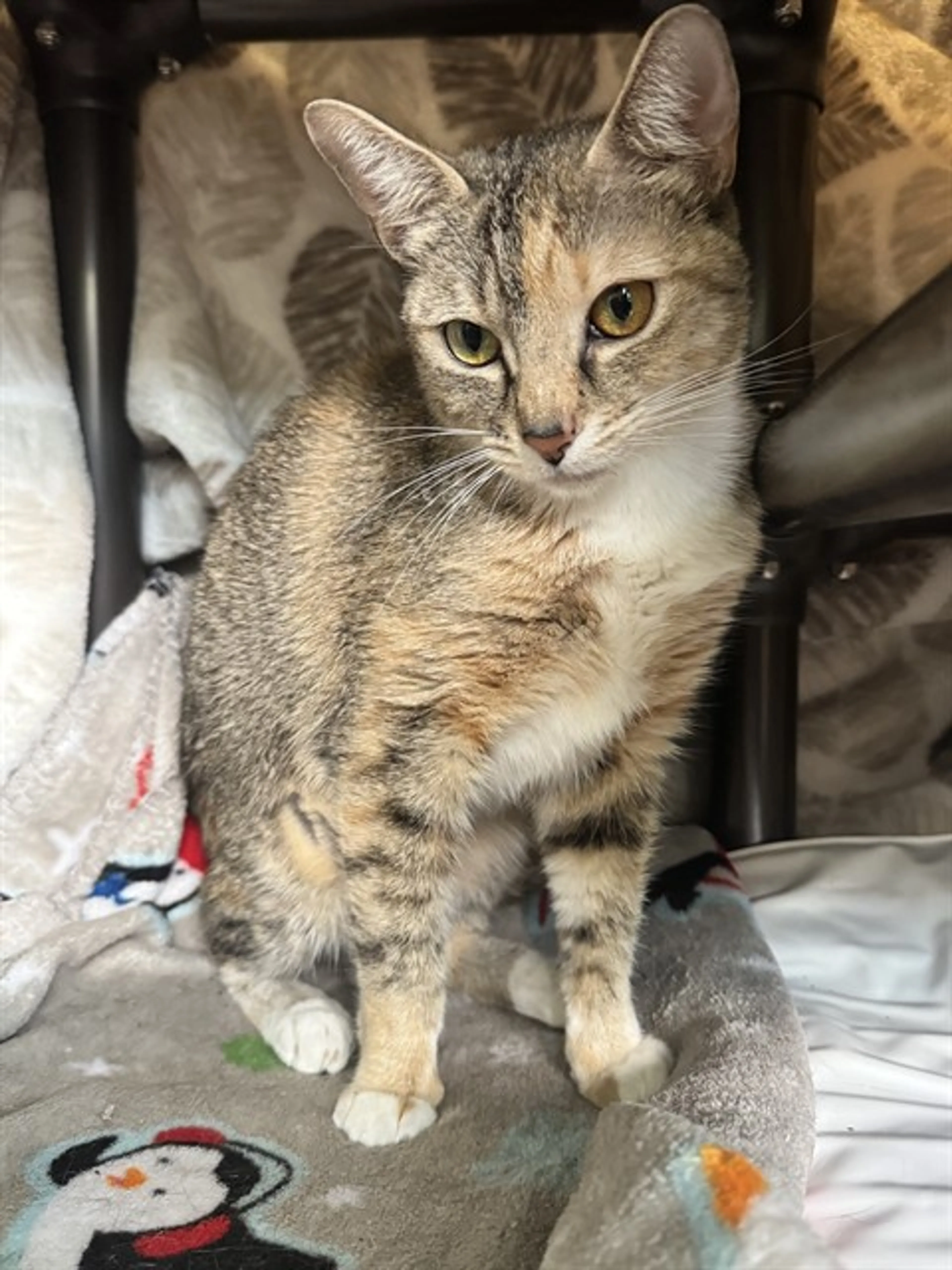 Found pet