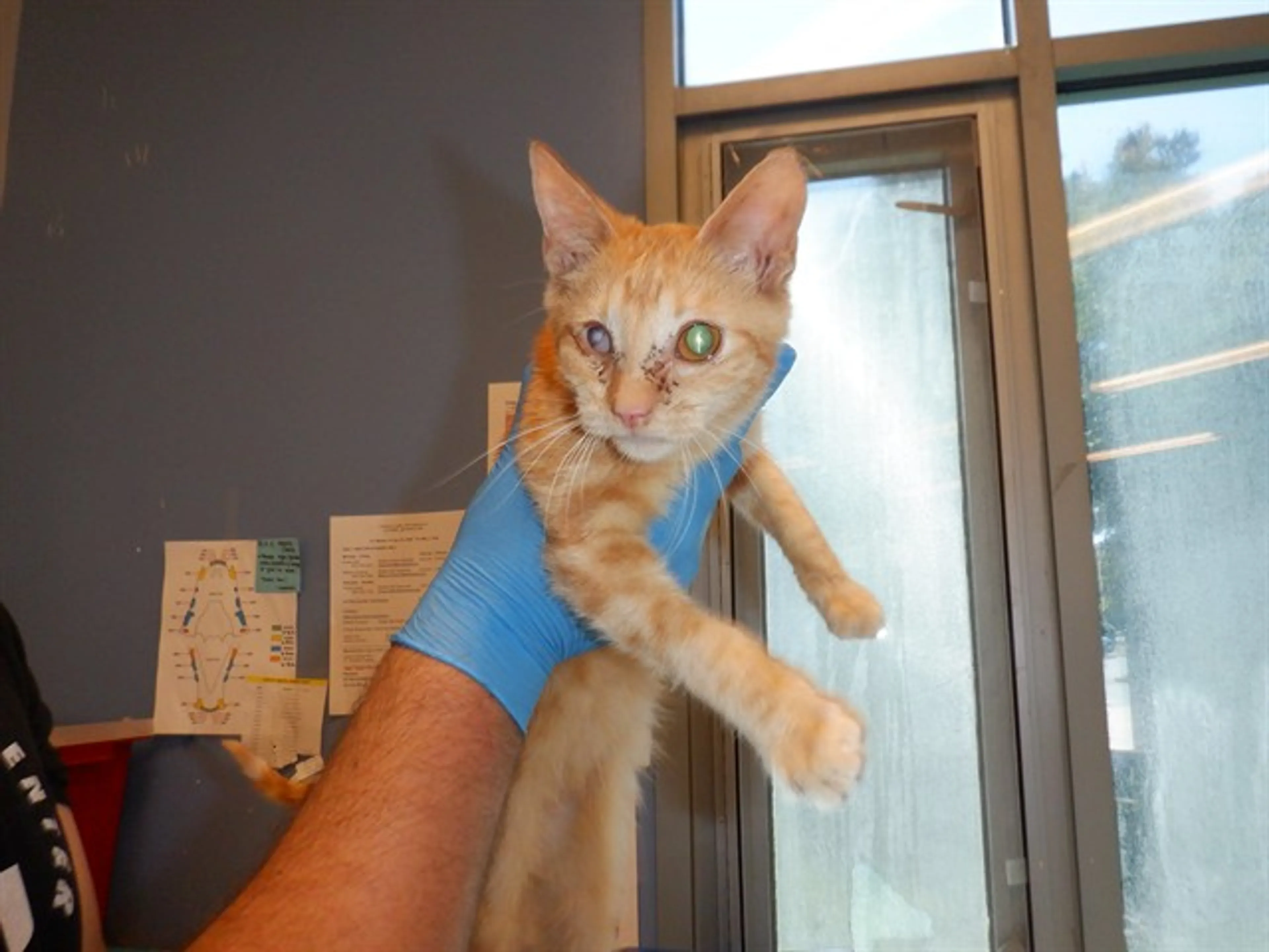 Found pet