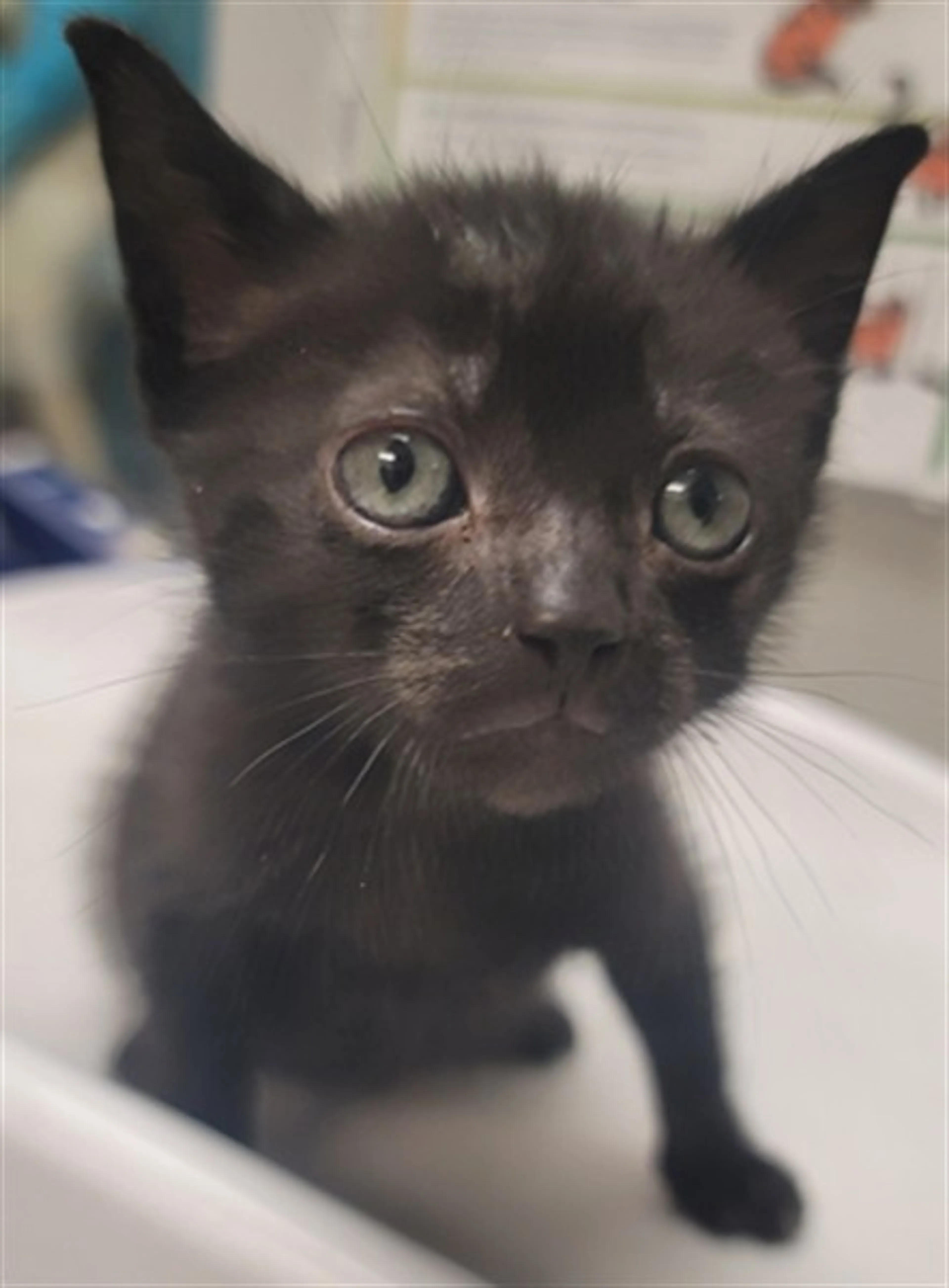 Found pet