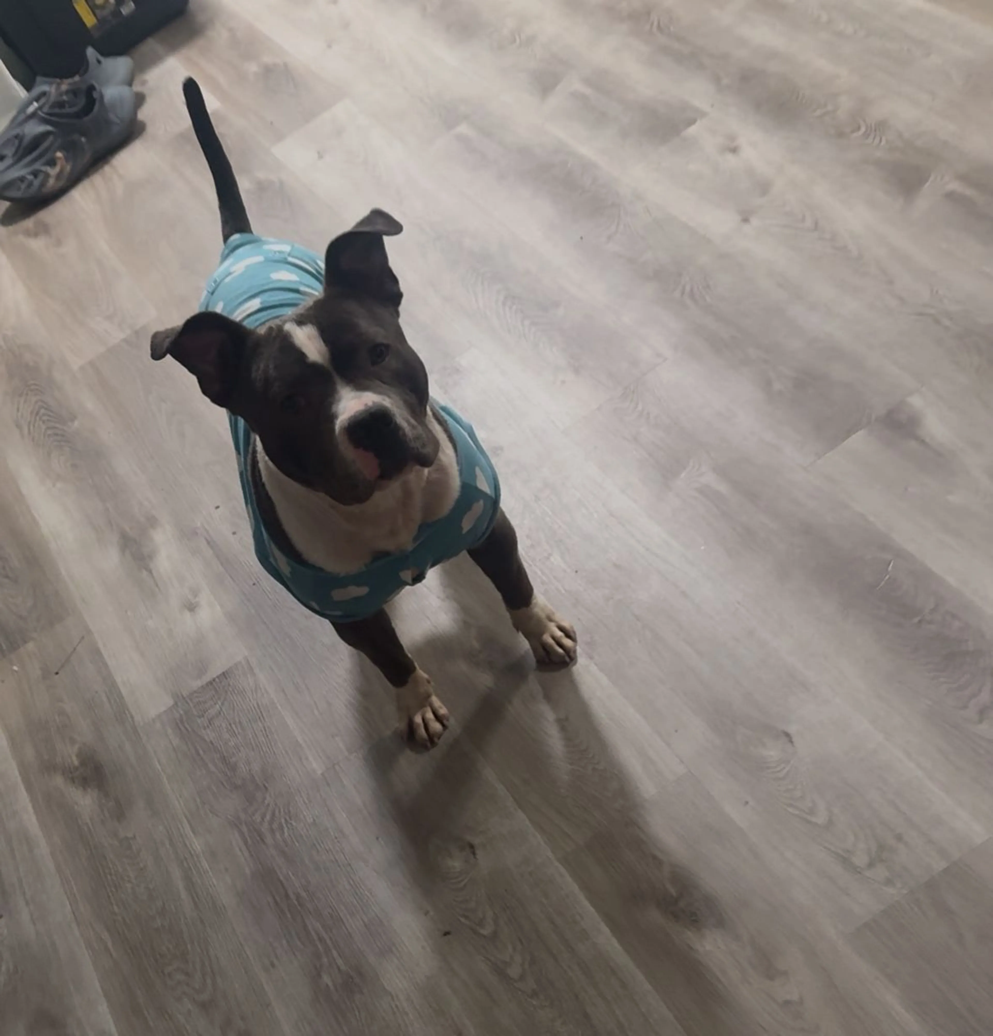 Lost pet-1