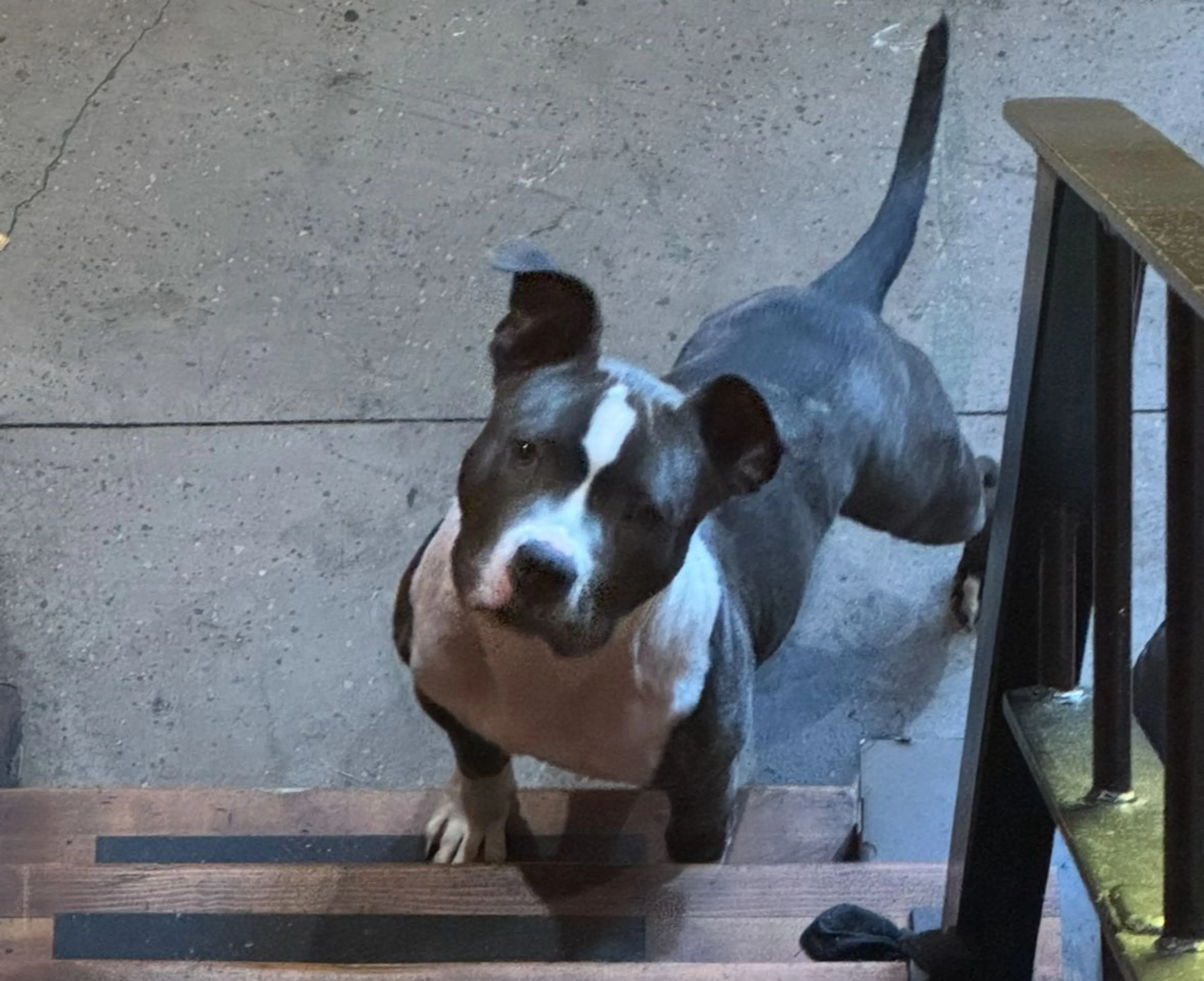 Lost pet-2