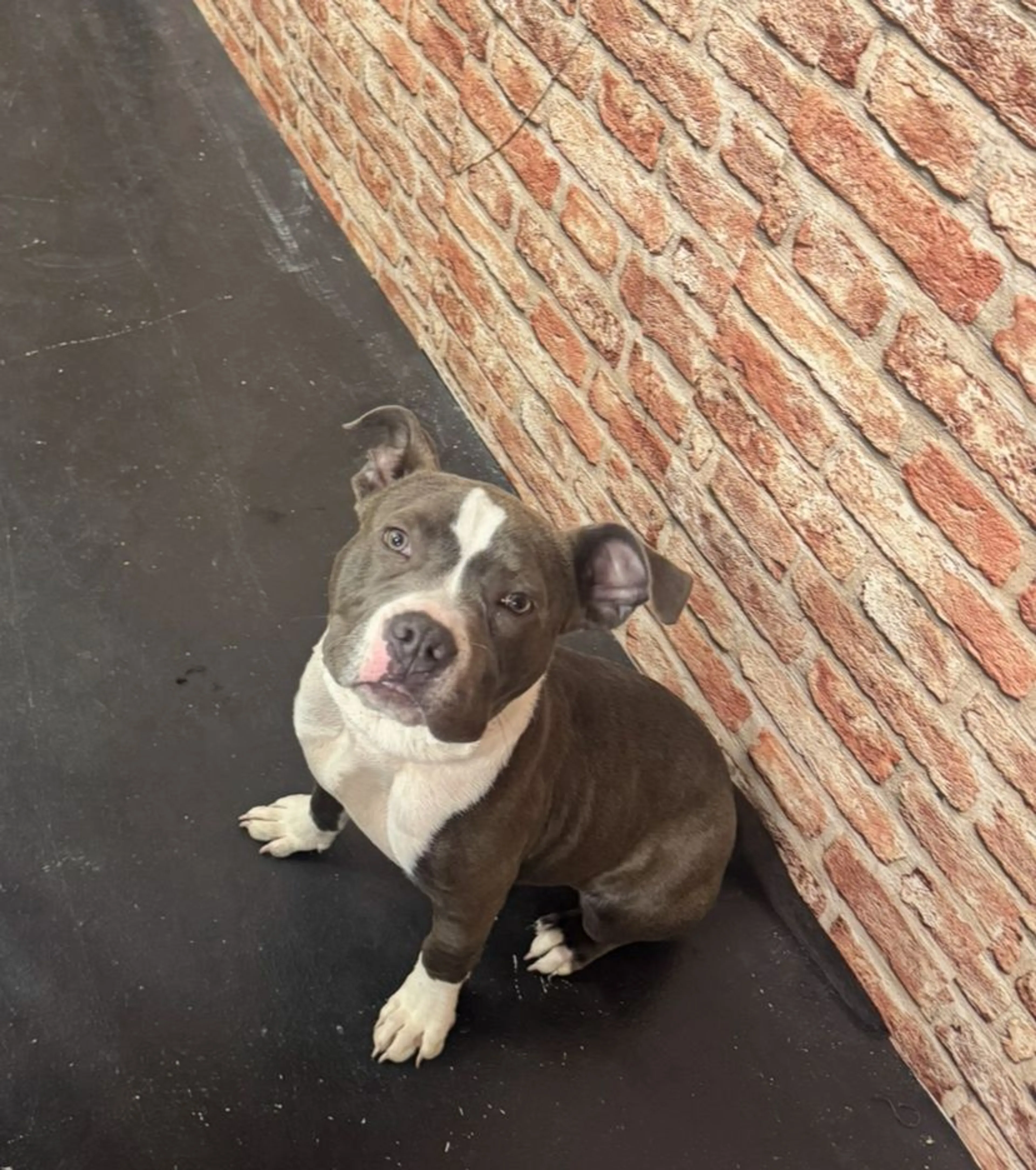 Lost pet-3